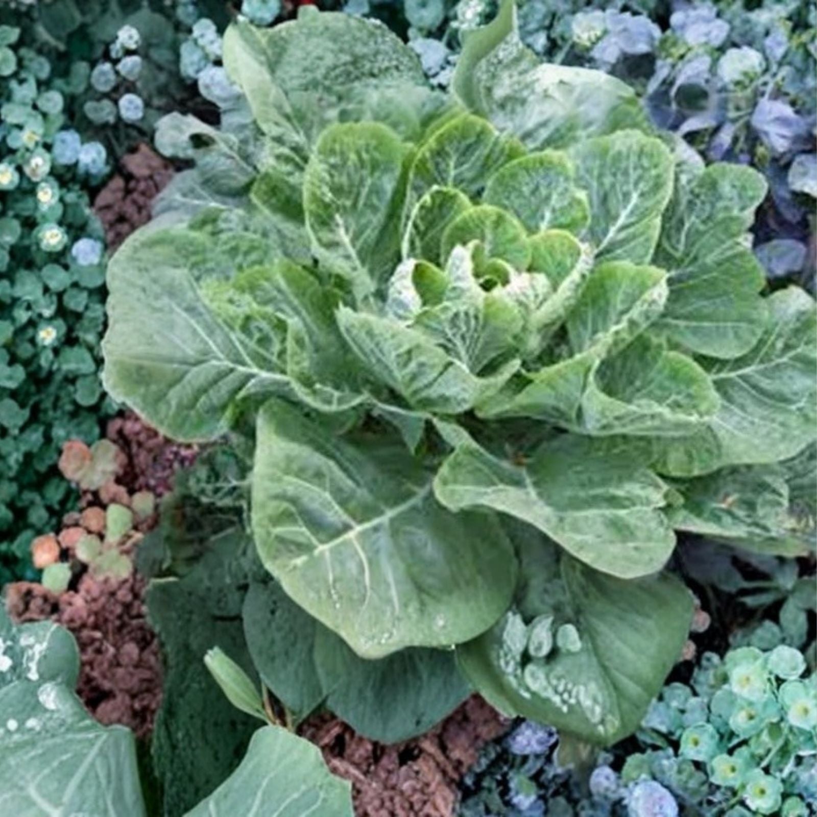 Collard Greens Seeds Heirloom Morris Variety 50+ Seeds Brassica oleracea for Salads and Cooking
