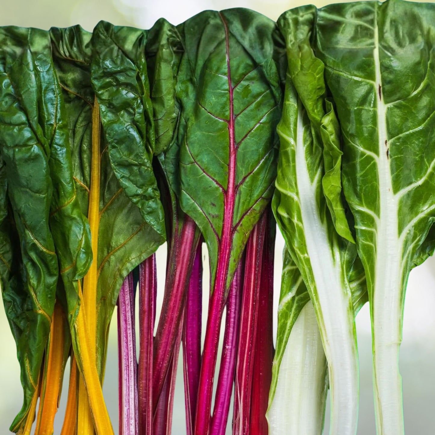 Swiss Chard Seeds 500+ Non-GMO Heirloom Perpetual Spinach Beta vulgaris subsp. cicla for Home Gardening