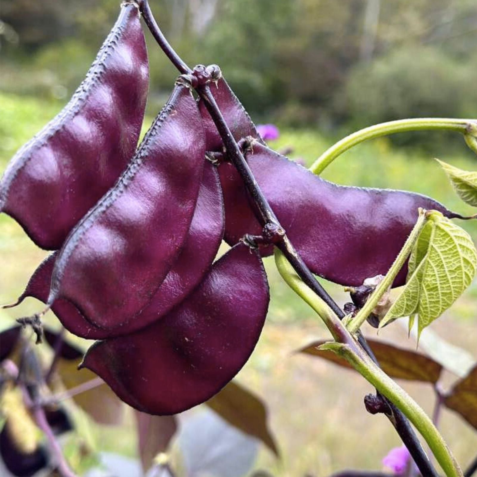 Purple Hyacinth Bean Seeds - 10 Red-Leaved Vine Seeds - Lablab purpureus - Ornamental Climbing Plant for Gardens