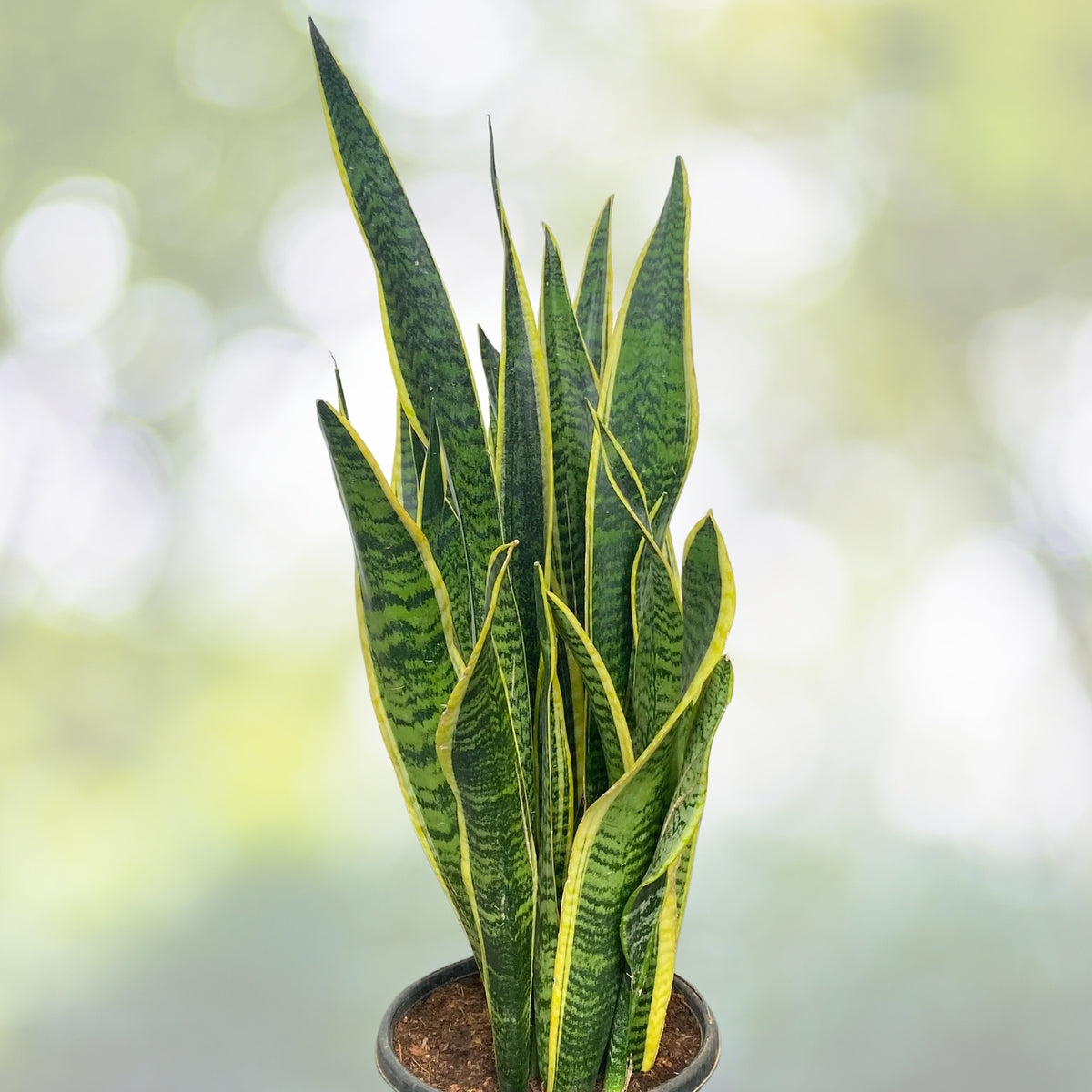Snake Plant 4-Inch Pot Sansevieria Laurentii Yellow Edges Air-Purifying Low Maintenance Indoor Plant