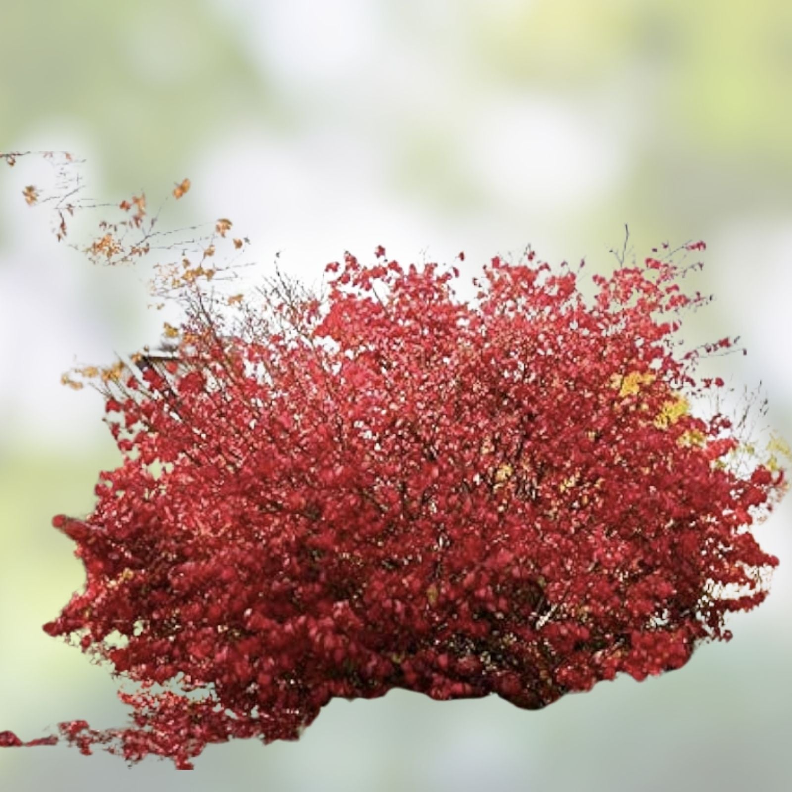 Burning Bush Cuttings - 15 Unrooted Fresh Euonymus alatus for Rooting - Ornamental Shrubs, Fall Foliage, Garden Plants