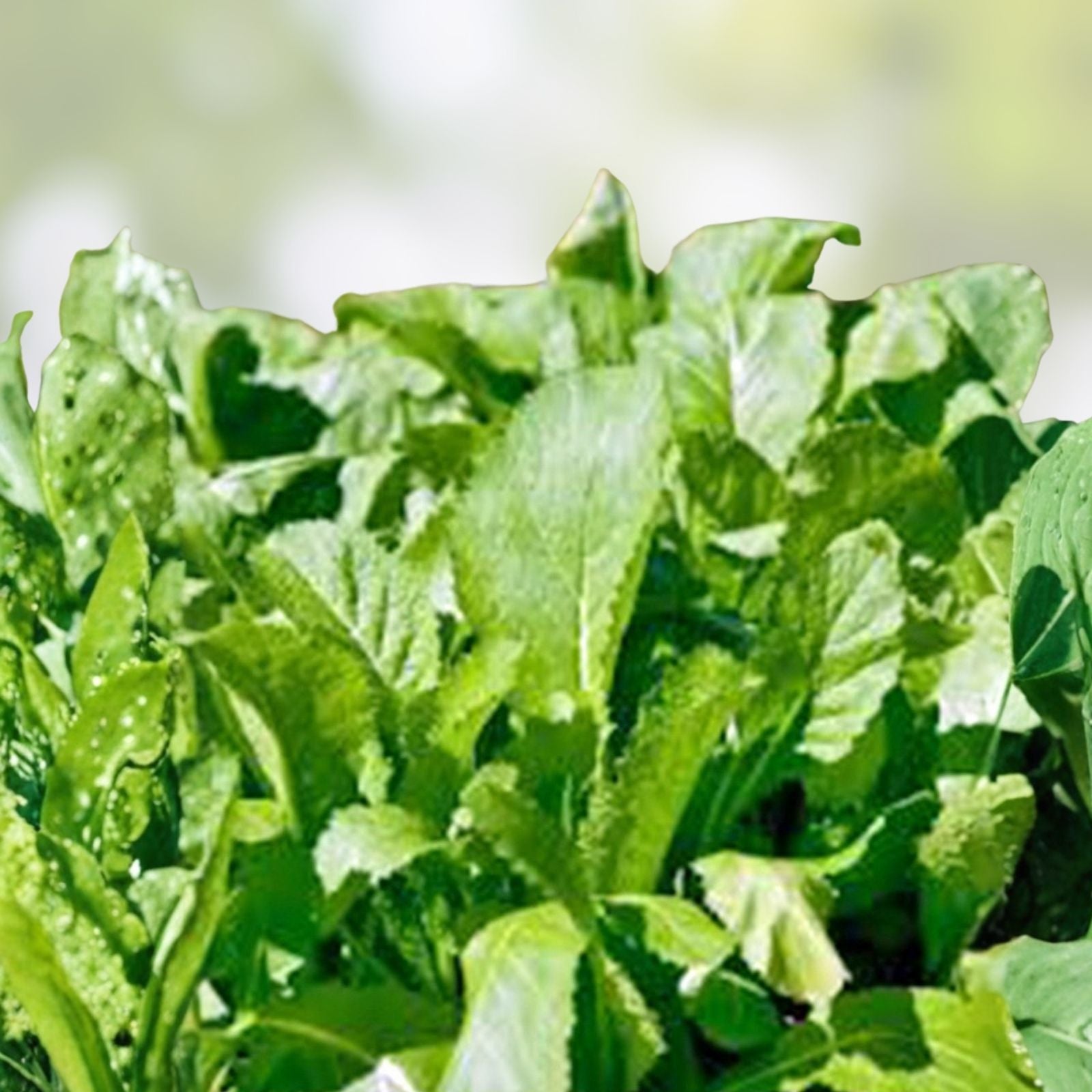 Mustard Greens Seeds 25+ Heirloom Non-GMO Brassica juncea Vegetable Seed for Fresh Greens and Cooking