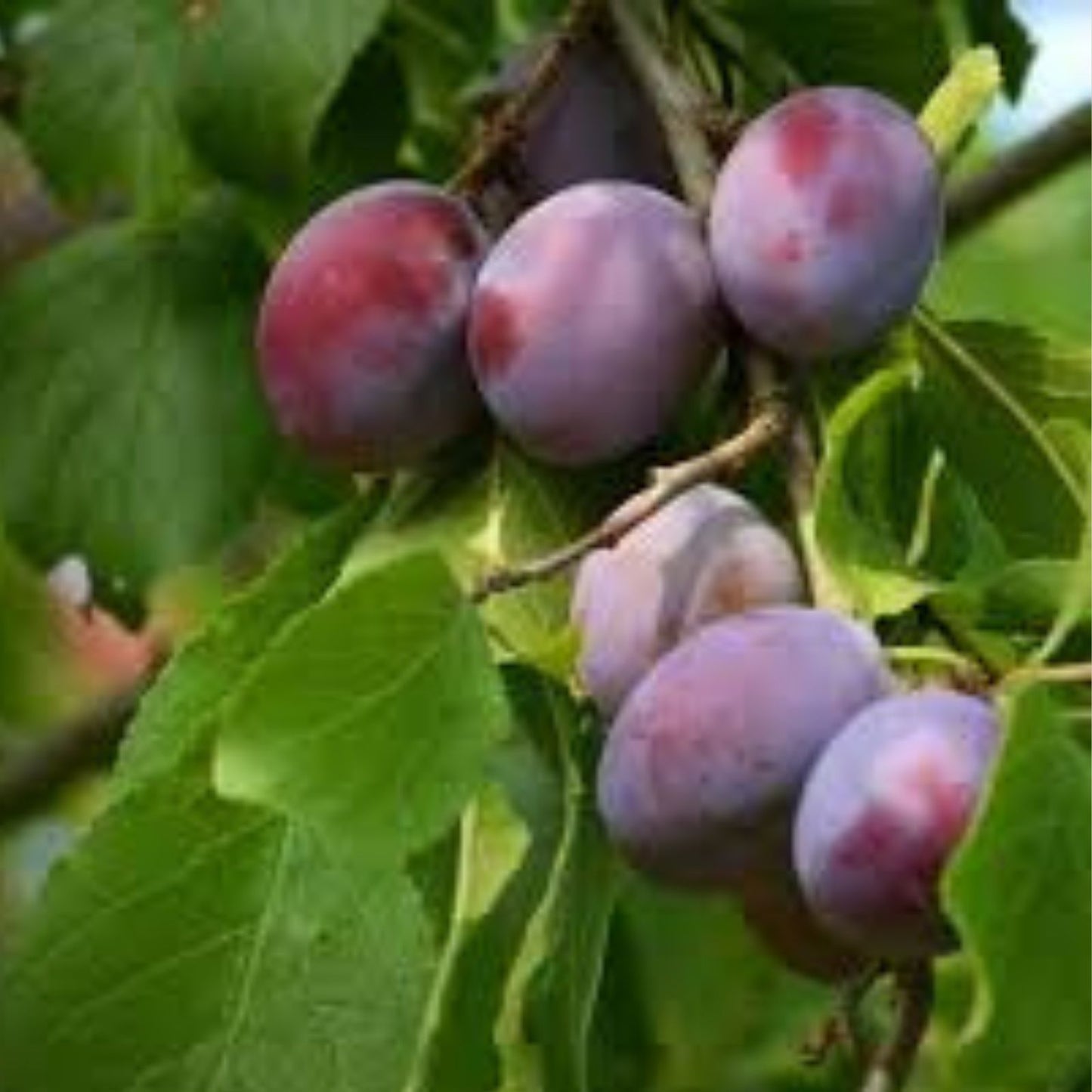Elephant Heart Plum Tree Cutting 4" Grafting Scionwood Prunus domestica Fruit Tree Propagation
