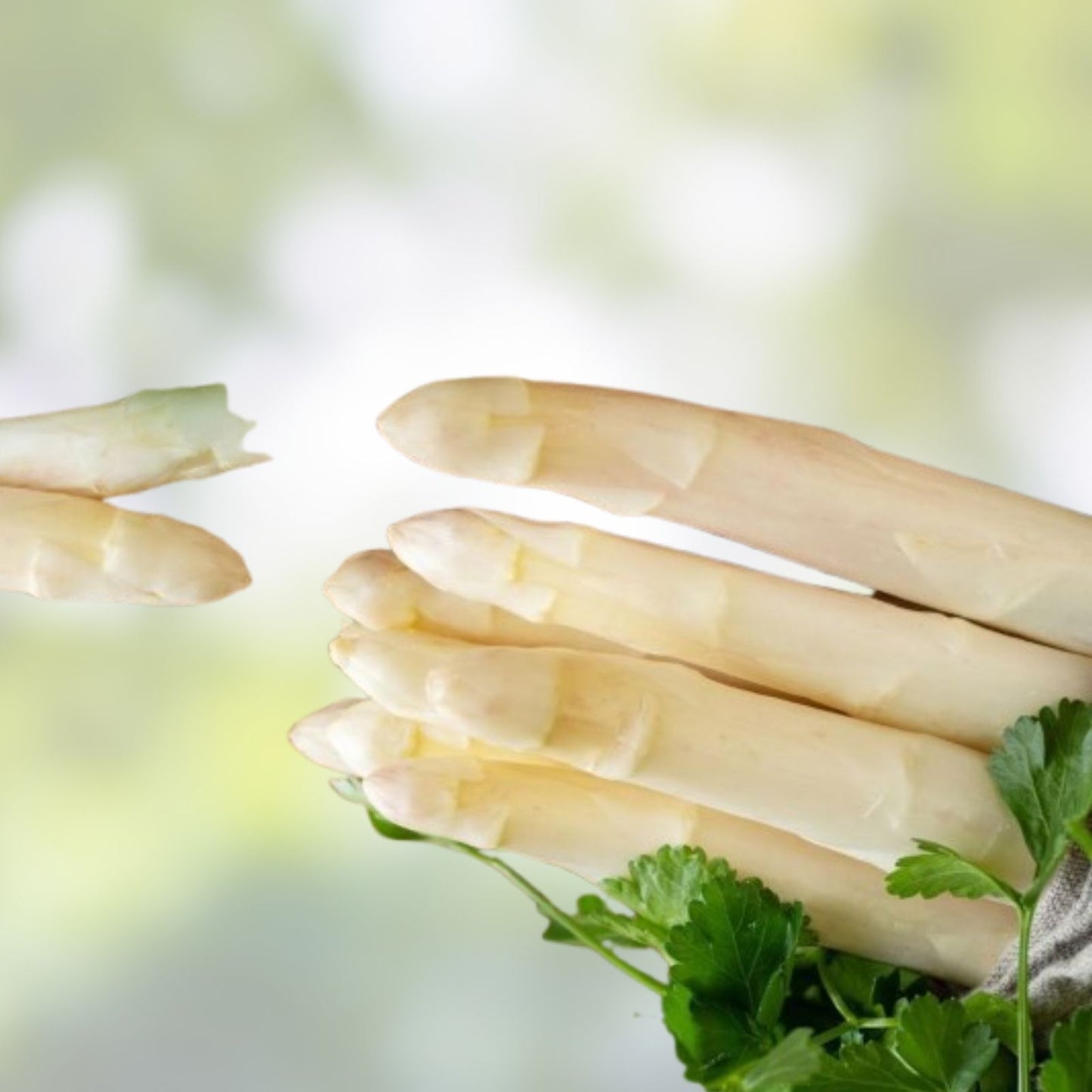 White Asparagus Seeds for Planting – 100+ Rare Exotic Seeds – High-Quality Asparagus officinalis