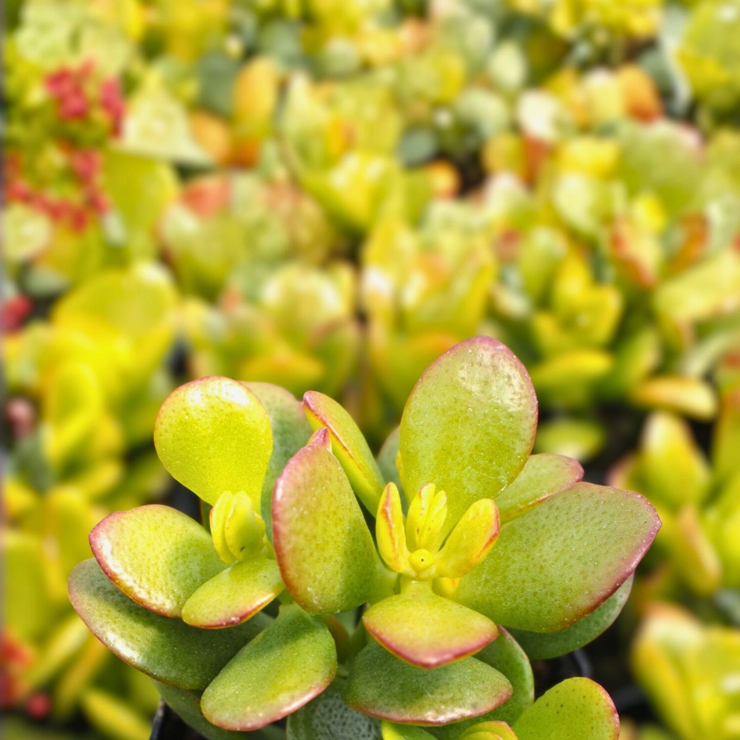 Jade Succulent Cuttings - 3 Varieties - Crassula ovata - Easy Care Indoor Plants - Green, Variegated, Compact