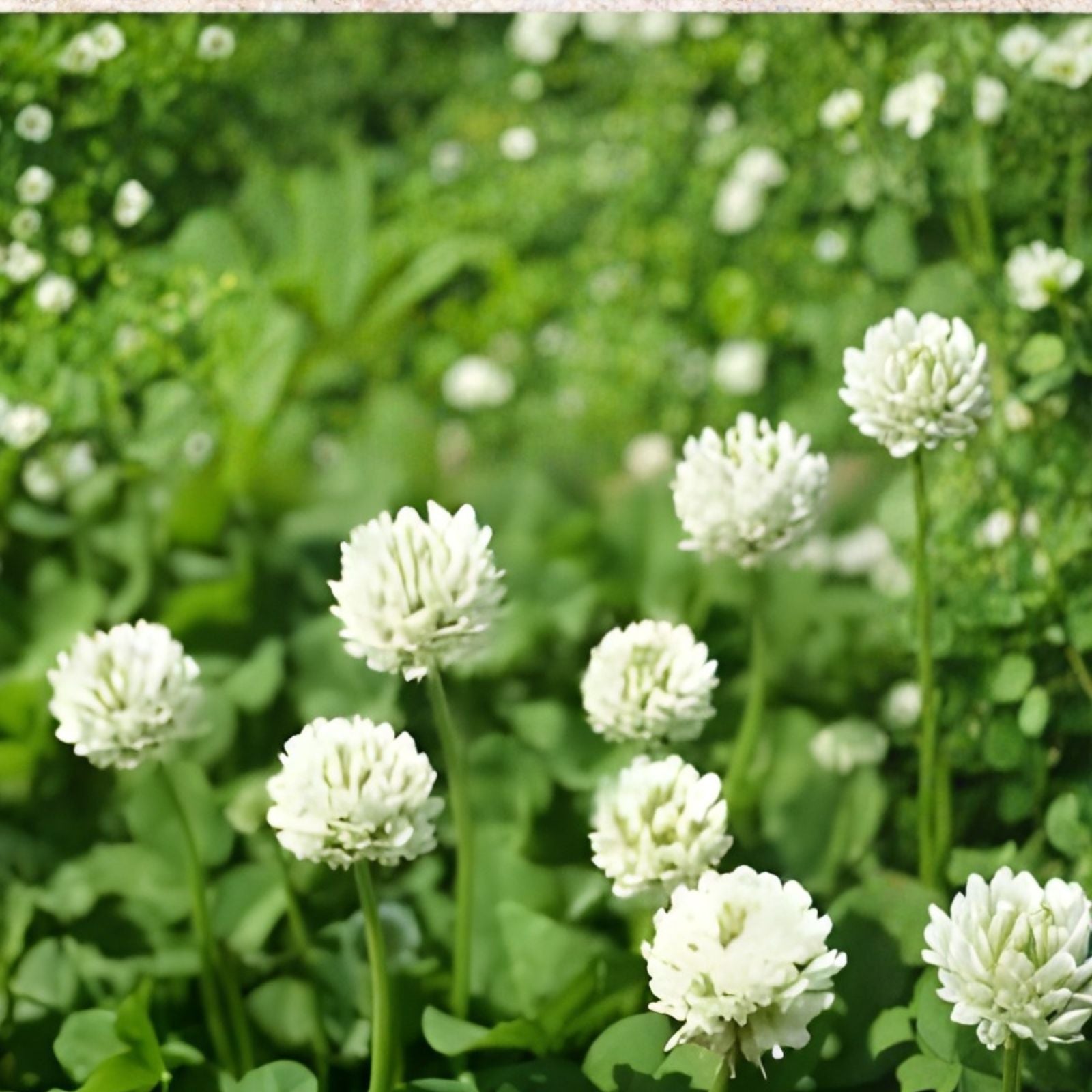 Dutch White Clover Seeds 500+ for Food Plot, Cover Crop, Pasture | Trifolium repens