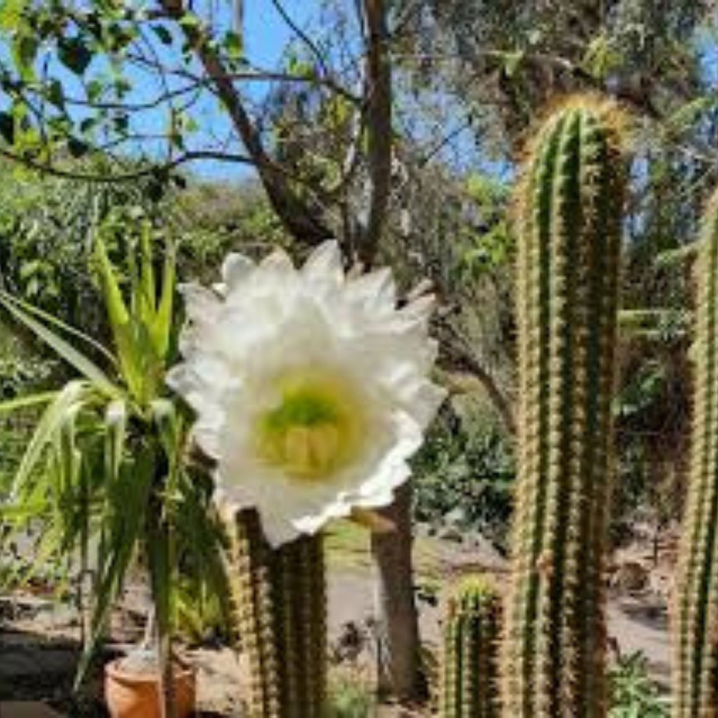 Echinopsis Golden Torch Cactus Seeds 30 Pack – High Germination Rate for Cactus Gardens & Terrariums