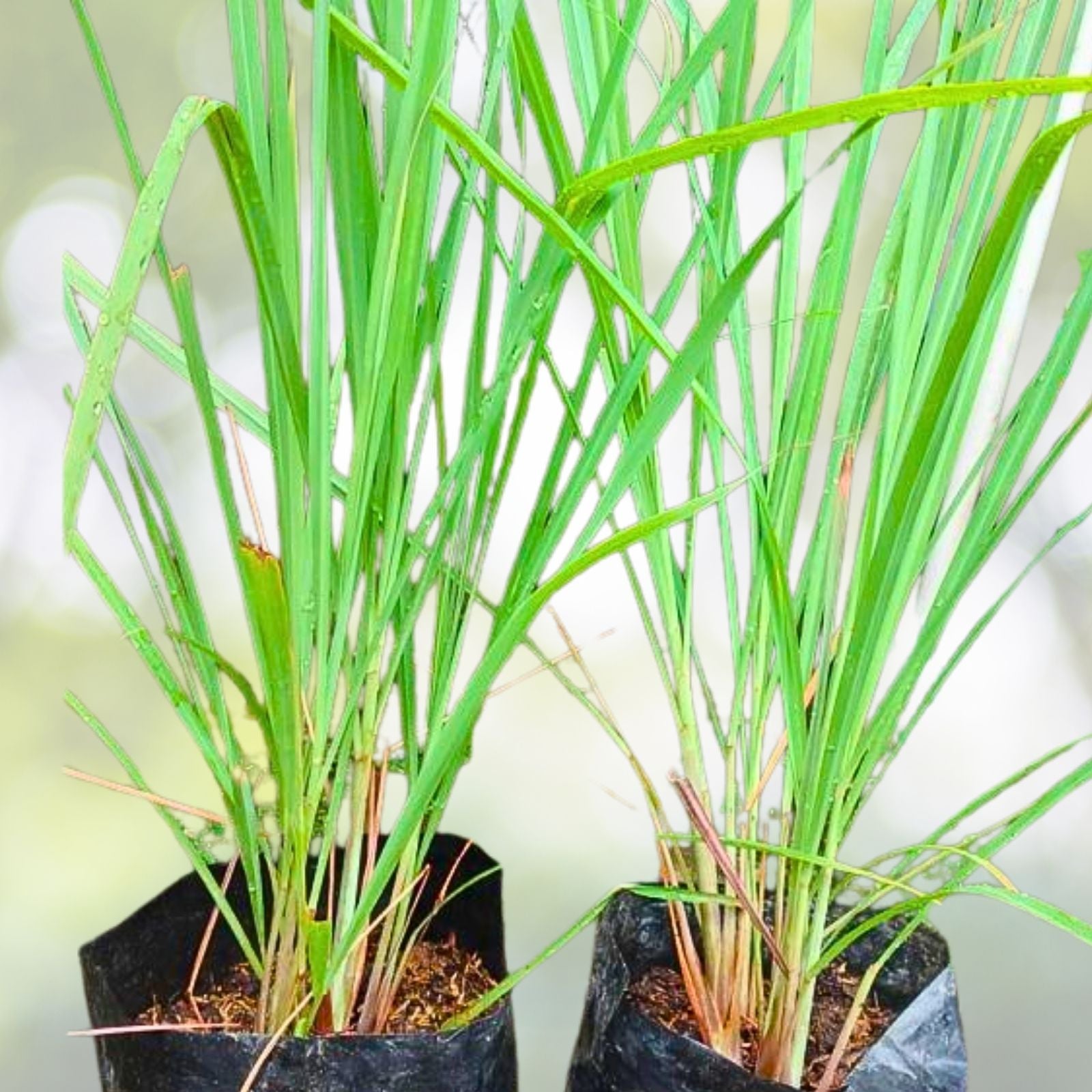 Citronella Herb Plants - 4" Pots - Live Mosquito-Repelling - Cymbopogon nardus - Set of 2