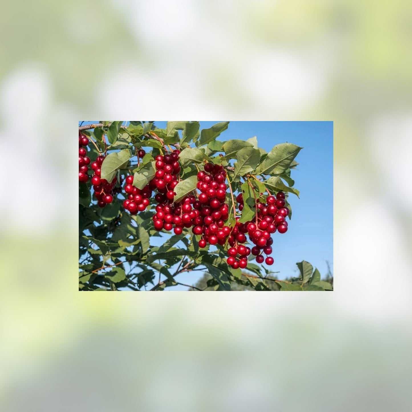 Chokecherry Seeds for Planting, 30 Seeds, Edible Fruit for Jam or Syrup, Prunus virginiana, Wild Cherry Tree Seeds
