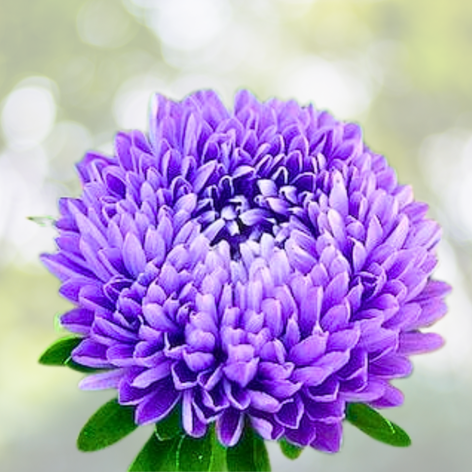 Aster Seeds - 200 Non-GMO Jewelaster Purple Semi-Dwarf with Unique Feathery Huge Flowers - Aster novae-angliae