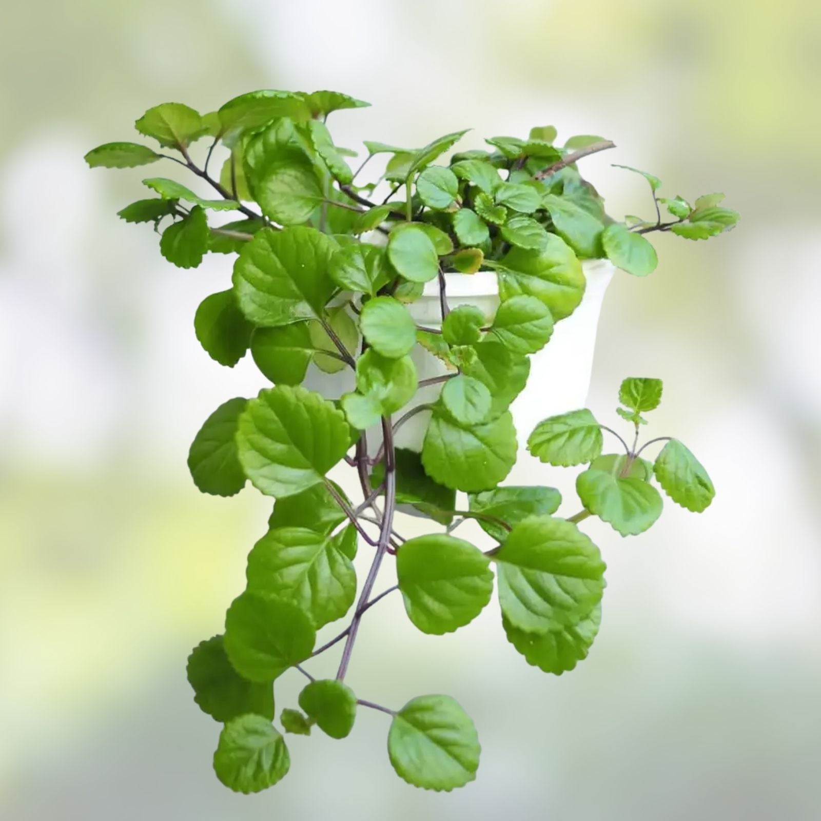 Plectranthus Swedish Ivy Green Live Rooted Starter Plants - Indoor House Plants - Easy Care for Home Decor