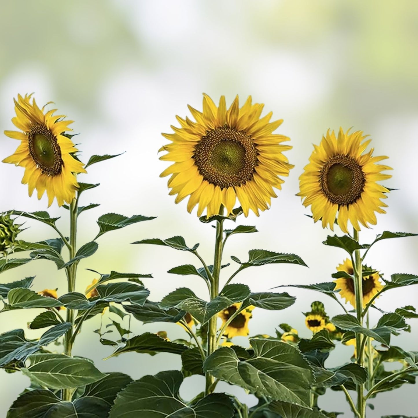 Skyscraper Sunflower Seeds 20 Count | Rare Exotic Garden Seeds | Helianthus annuus
