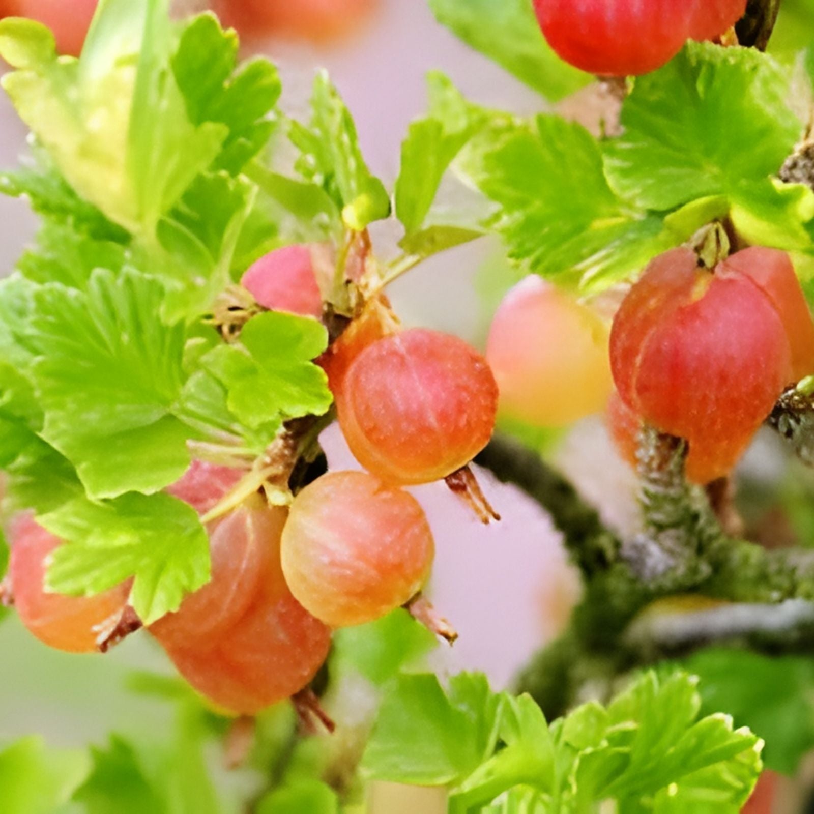 Gooseberry Cuttings 30 Pack – 10 Varieties for Rooting Ribes uva-crispa Fresh Plant Propagation