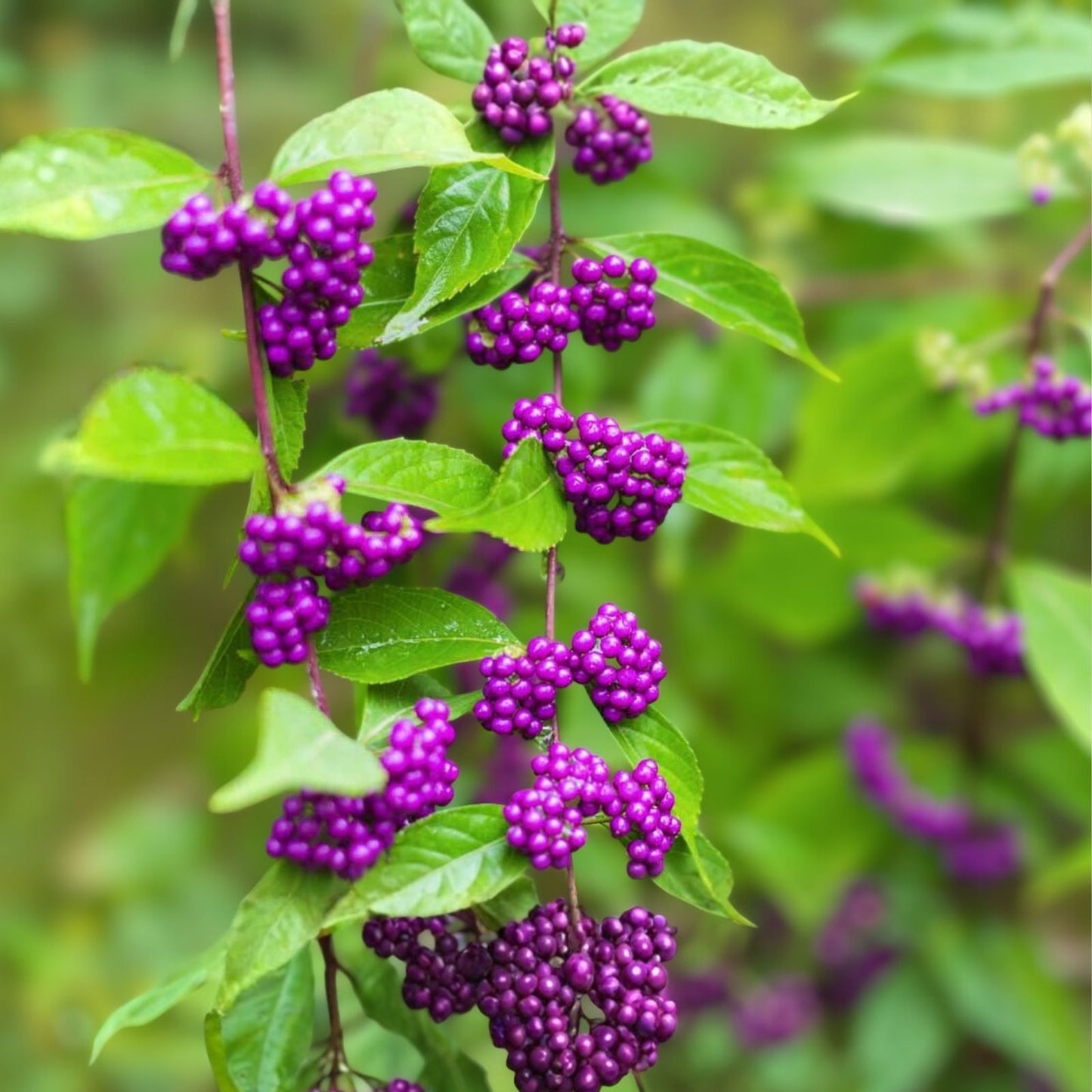 Beauty Berry Bush Cuttings - Live Plant Propagation Material - Callicarpa Americana - No Roots