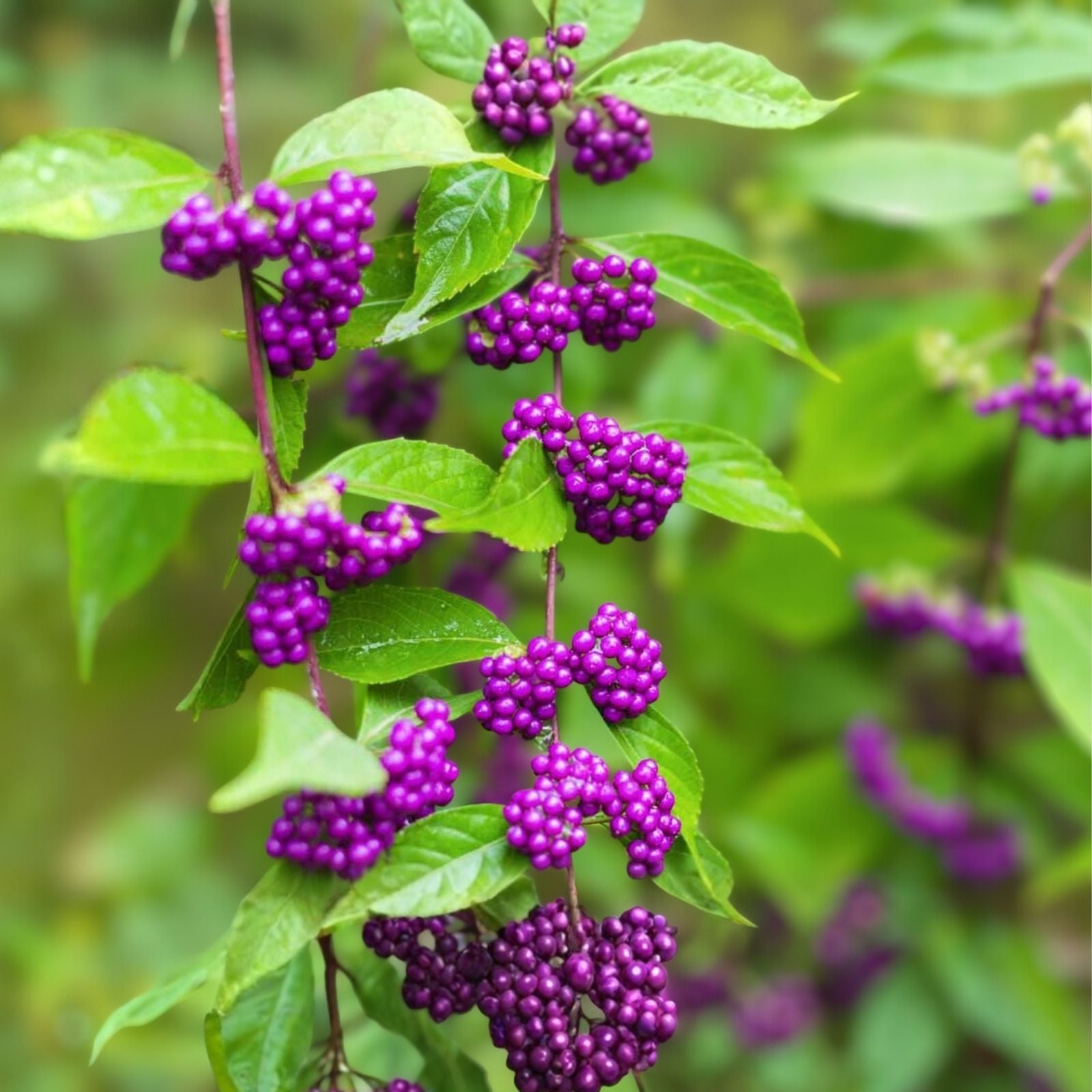 Beauty Berry Bush Cuttings - Live Plant Propagation Material - Callicarpa Americana - No Roots
