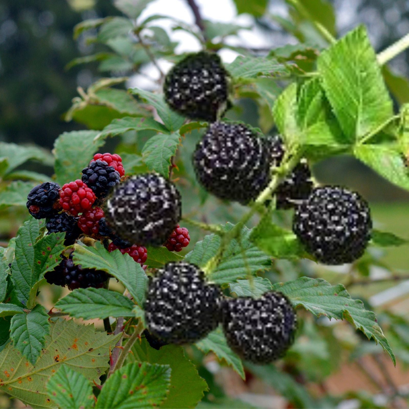 Organic Blackberry Plant Cuttings - 5 Unrooted Cuttings - Rubus fruticosus