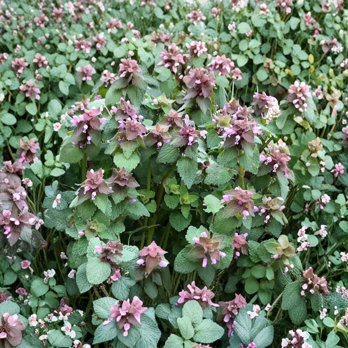 Organic Purple Dead Nettle Seeds 50+5 Free Lamium purpureum Archangel Spring 2024