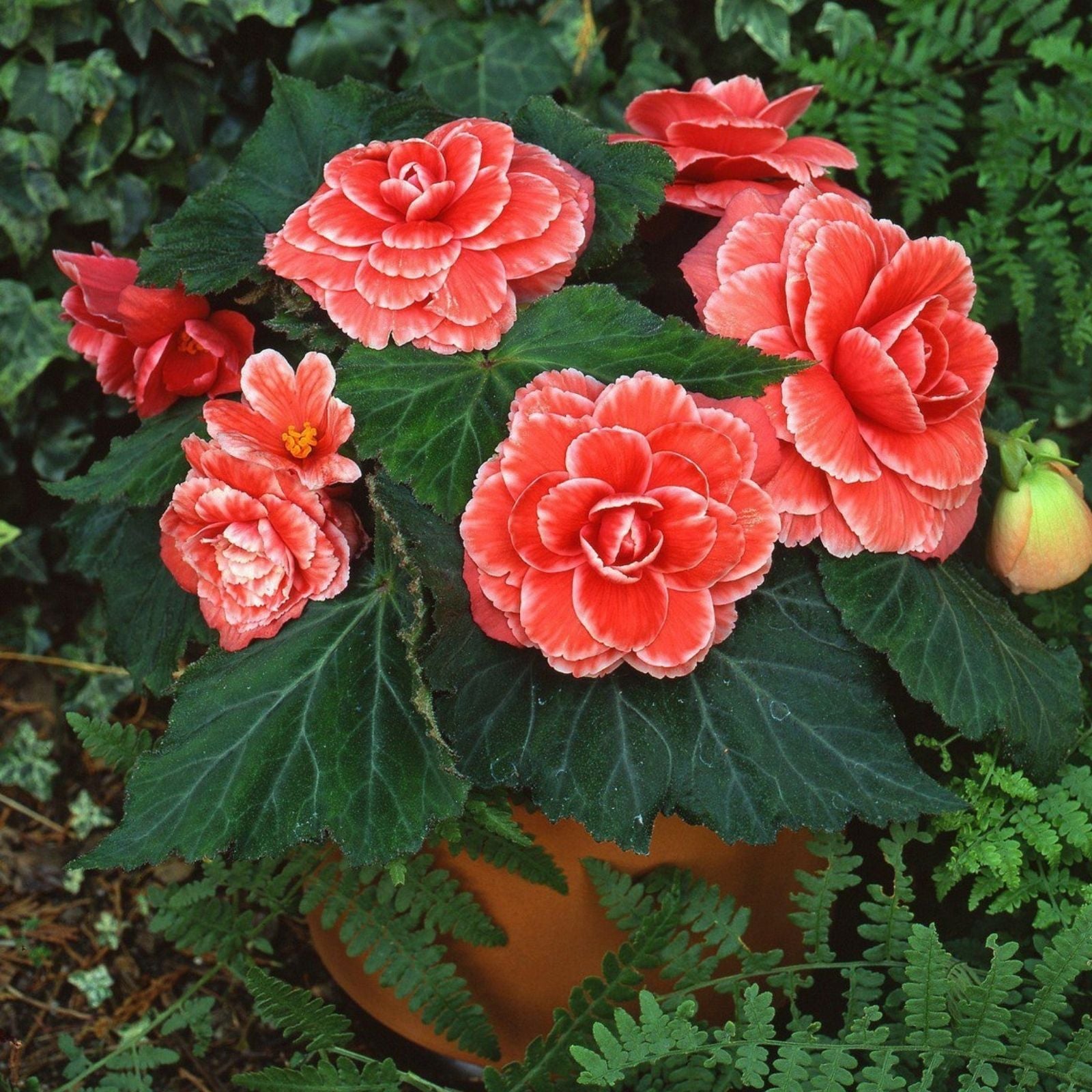 Kadota Fig Live Bare Root Plant - Greenish Yellow Fruit - Self-Pollinating - Ficus carica