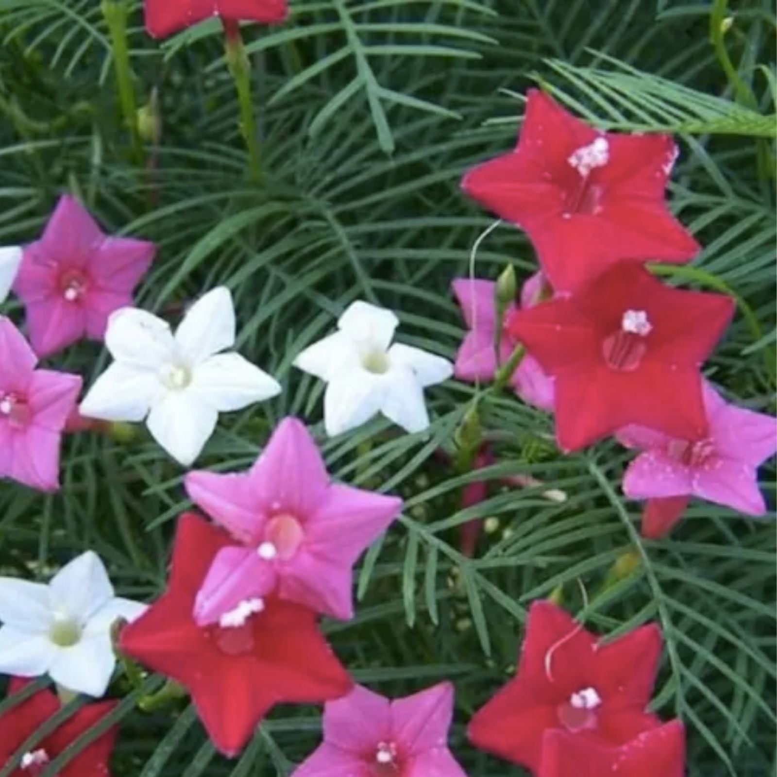 Hummingbird Vine Flower Seeds - 20 Mixed Colors - Cardinal Climber Ipomoea quamoclit - Butterfly and Pollinator Garden Plant