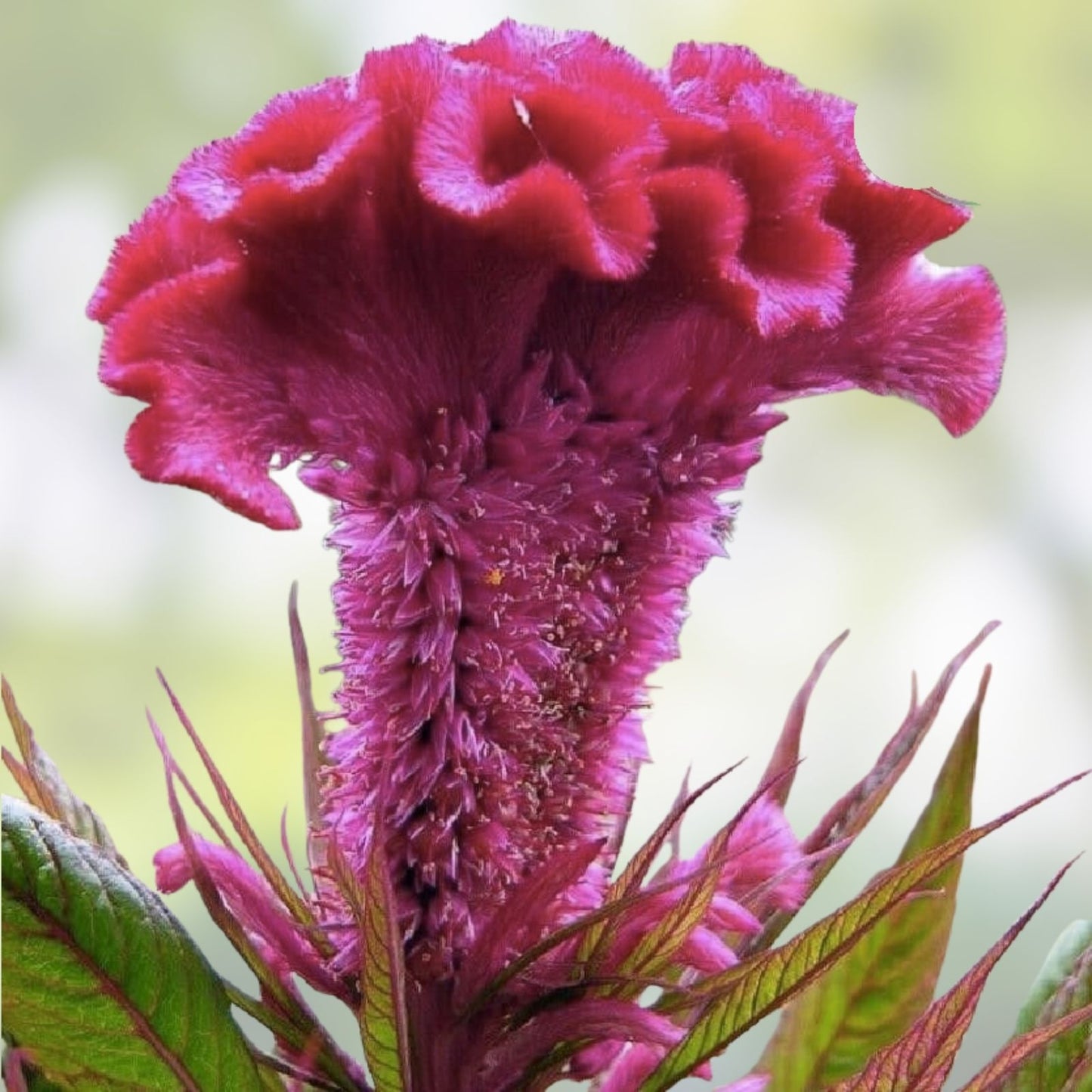 Pink Cockscomb Seeds, 500 Organic Celosia Cristata Seeds for Garden, USA Grown, Free Shipping