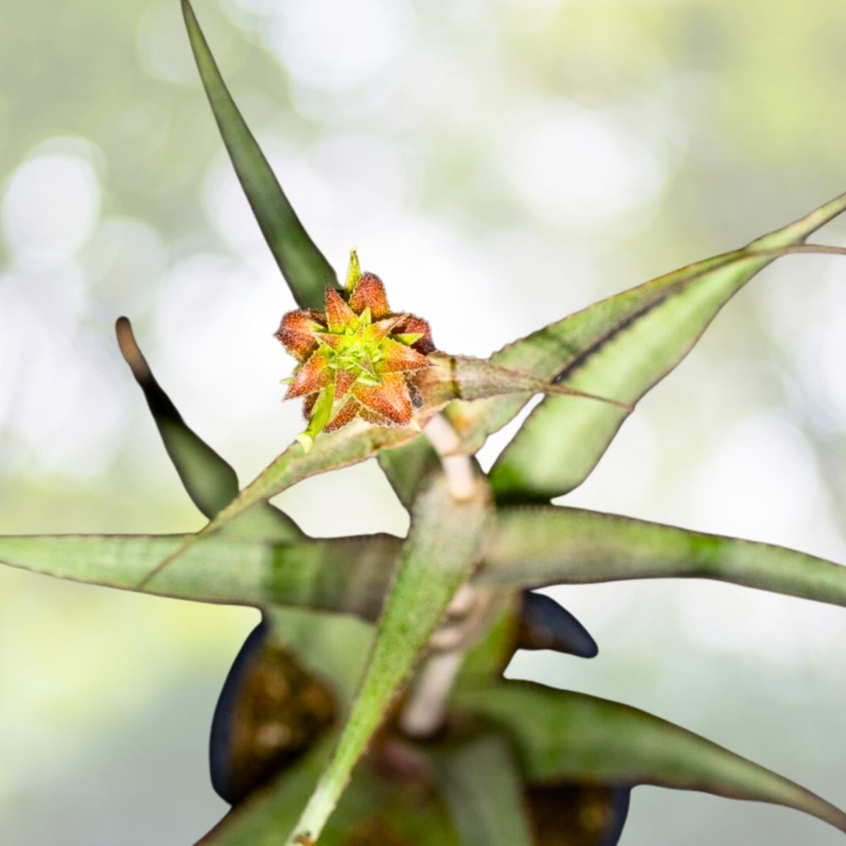 Bromeliad Plant 6" Pot Silver Green Foliage Orthophytum Buranhense Tropical Houseplant for Collectors