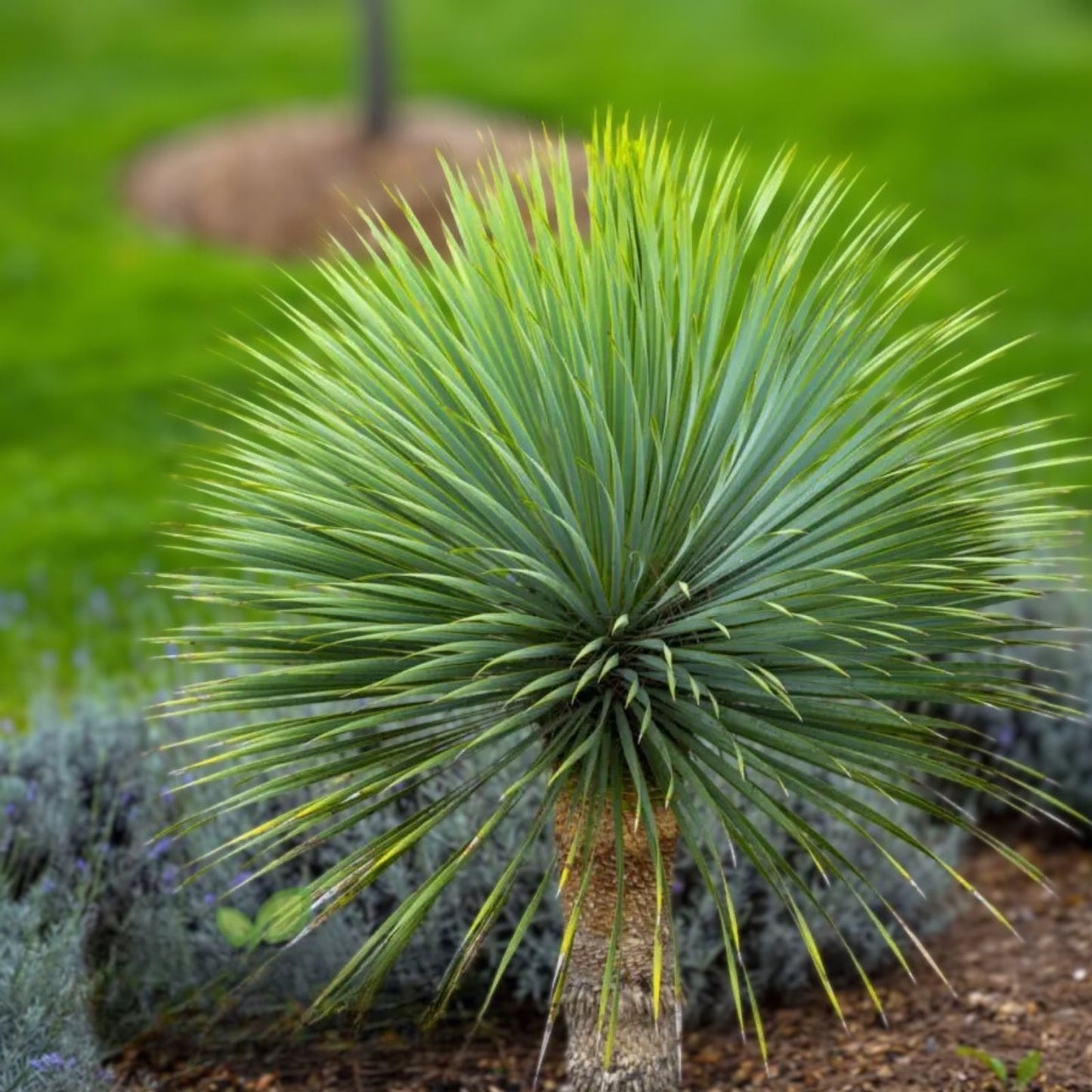 Blue Yucca Tree Seeds 10 Pack - Yucca rigida Drought-Tolerant Ornamental Easy to Grow Seeds