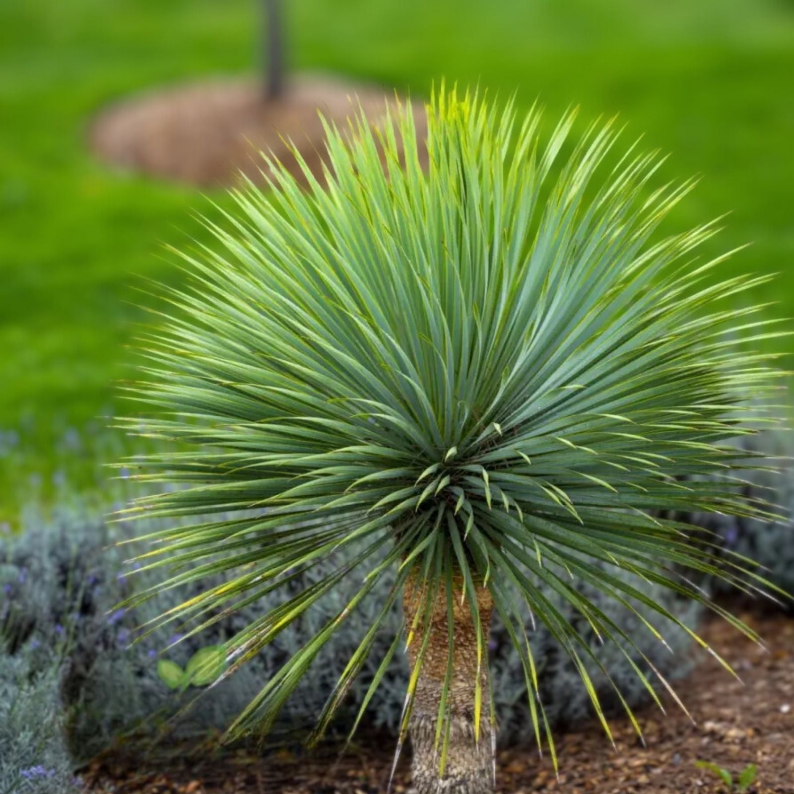 Blue Yucca Tree Seeds 10 Pack - Yucca rigida Drought-Tolerant Ornamental Easy to Grow Seeds