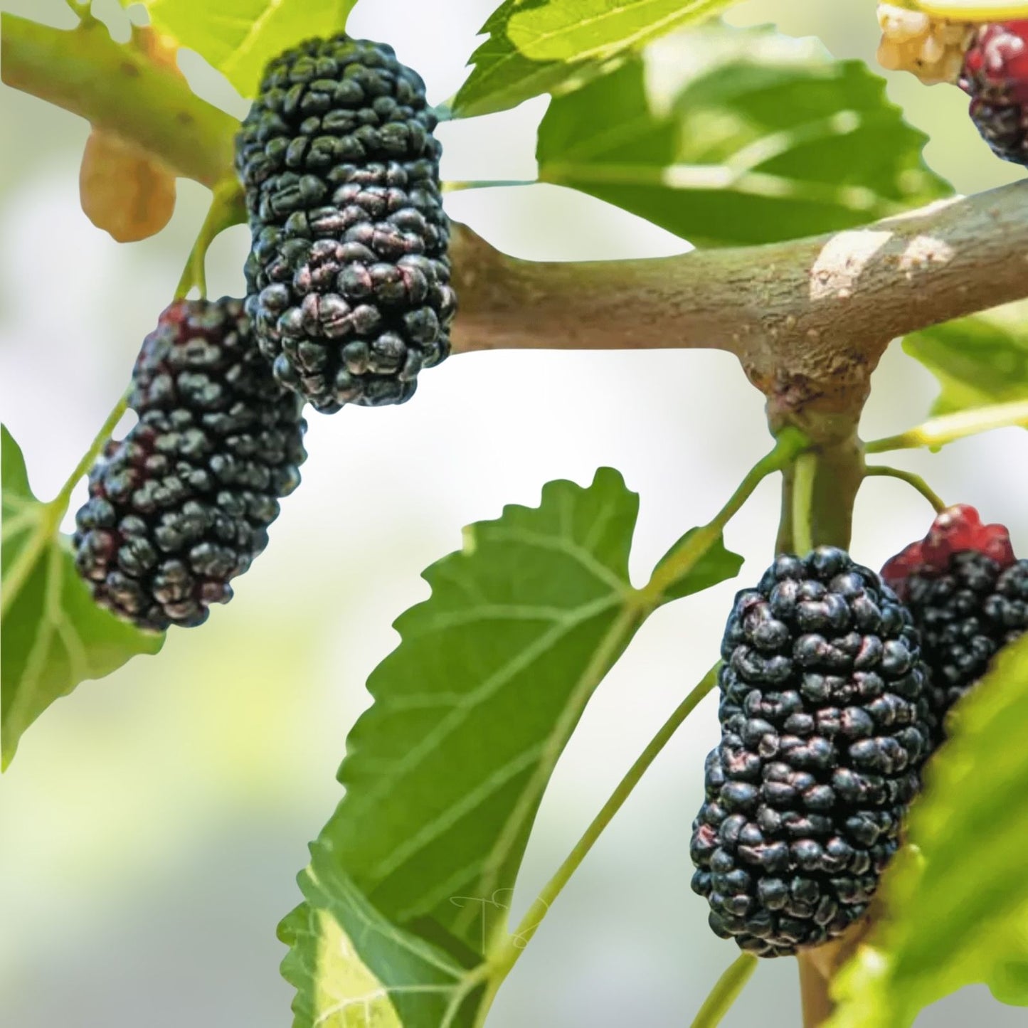 Black Mulberry Tree Seeds - 50+ Morus nigra Seeds for Edible Sweet Fruits, Fast Growing, Organic, Free Shipping
