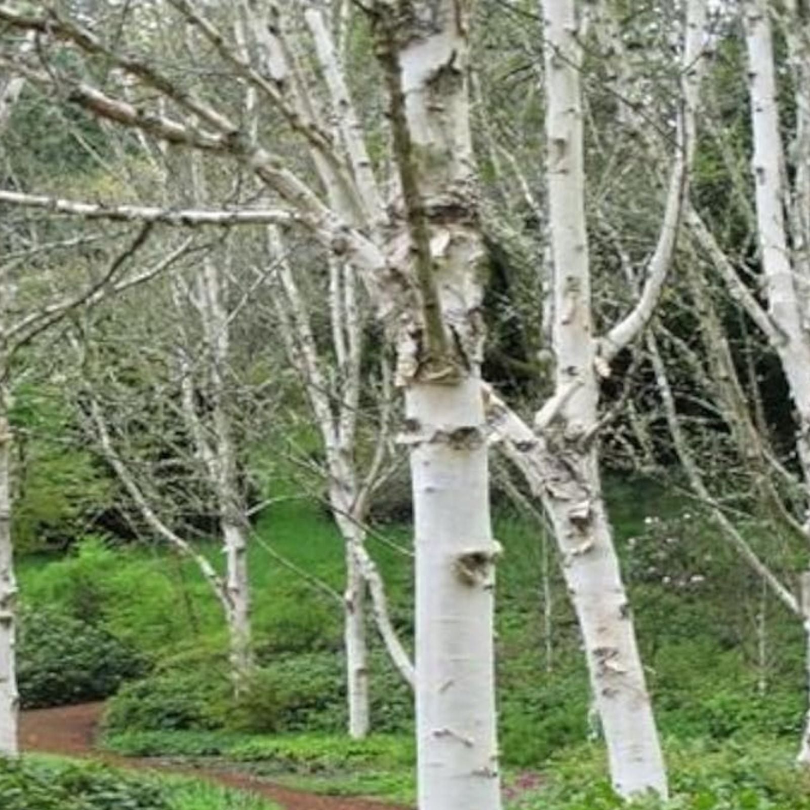 White Paper Birch Tree Seeds - 100 Count Betula papyrifera for Planting and Bonsai Cultivation