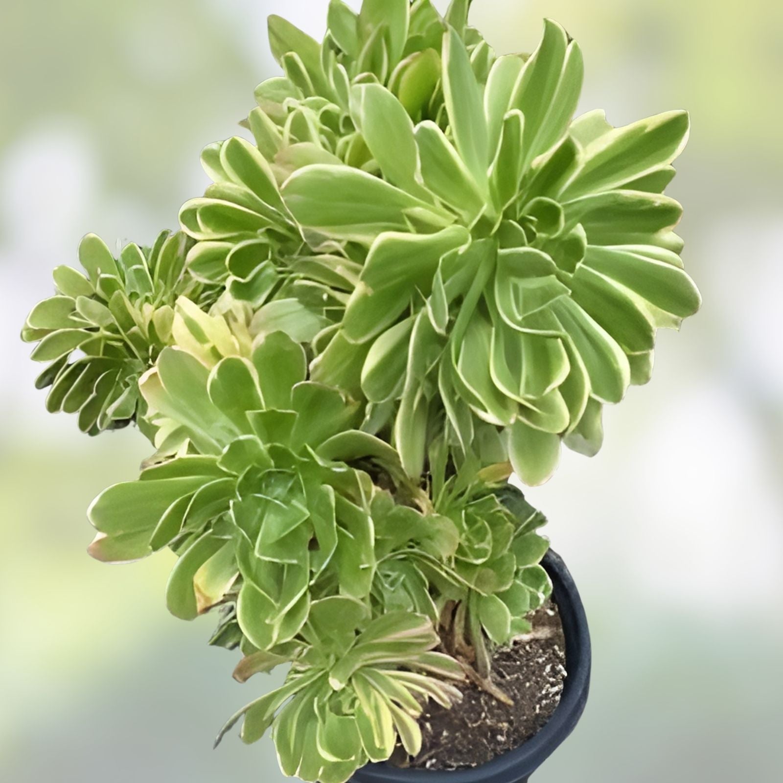 Aeonium Cutting - Variegated Rosette - Aeonium Luteovariegatum 'Sunburst' - Succulent Plant for Indoor Gardening