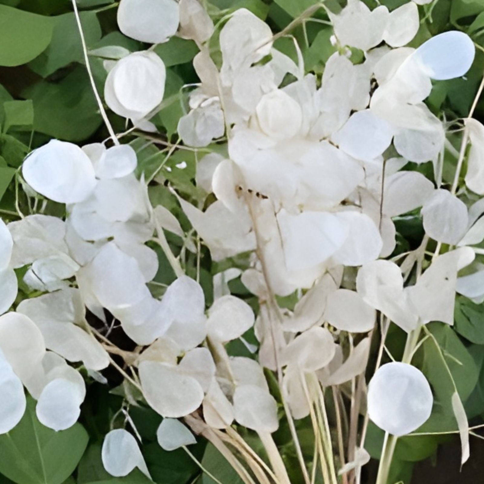 White Money Plant Seeds - 30 Seeds - Lunaria Biennis - Honesty Plant - Perennial Herb for Garden Planting