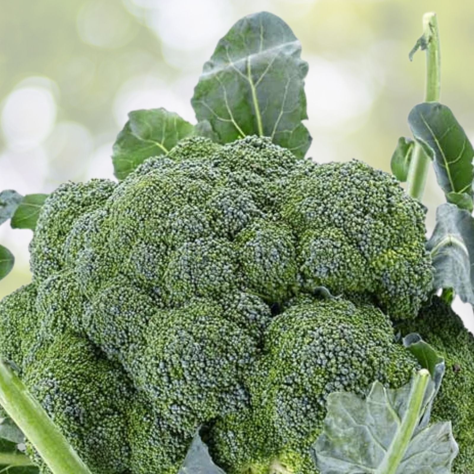 Broccoli Seeds 300+ Count Green Sprouting Calabrese Brassica oleracea Home Vegetable Garden Seeds USA