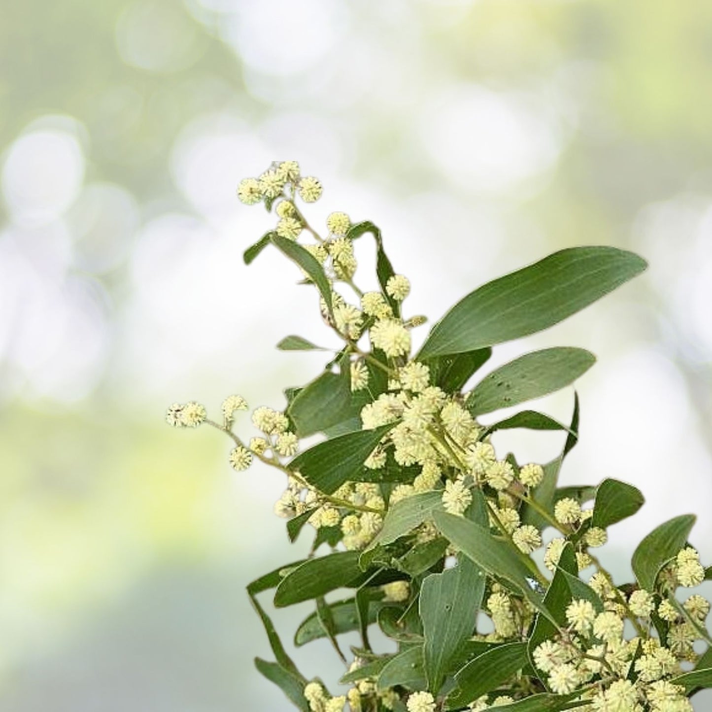 Blackwood Acacia Seeds - 40+ Seeds - Acacia melanoxylon - Drought-Tolerant Tree for Landscaping and Reforestation