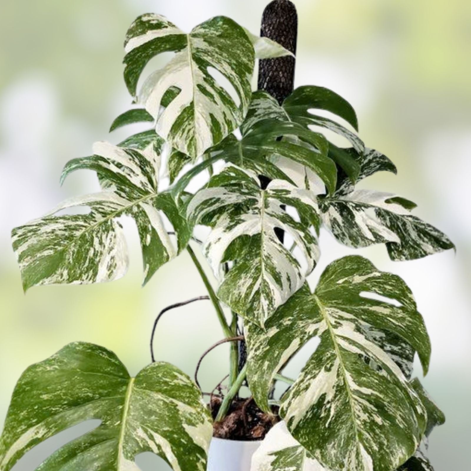 Rooted Variegated Monstera Albo Borsigiana Plant - Rare Houseplant, Exotic Indoor Decor, Monstera Deliciosa