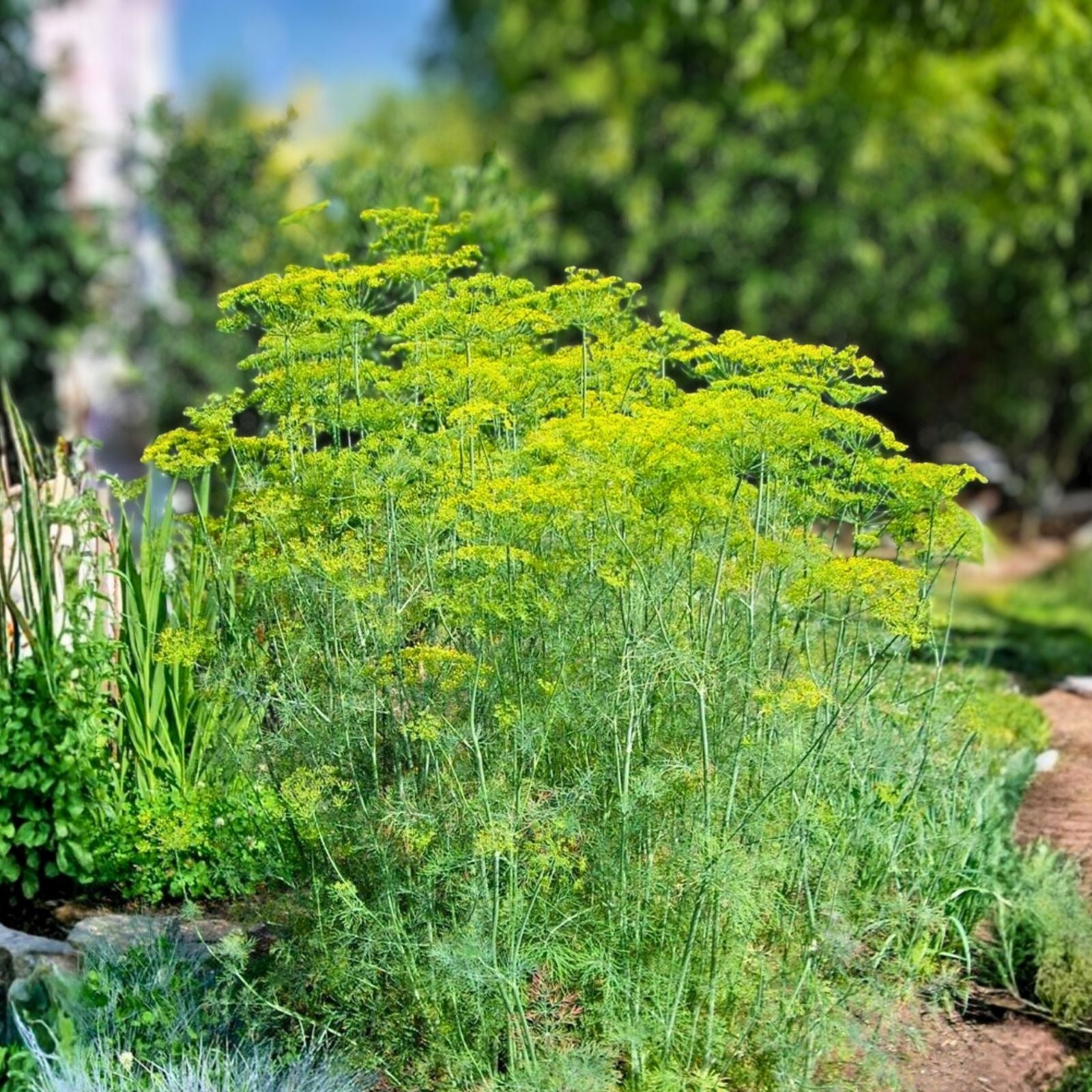 Mammoth Long Island Dill Seeds 500 Pack Heirloom Non-GMO Culinary Spice Anethum graveolens