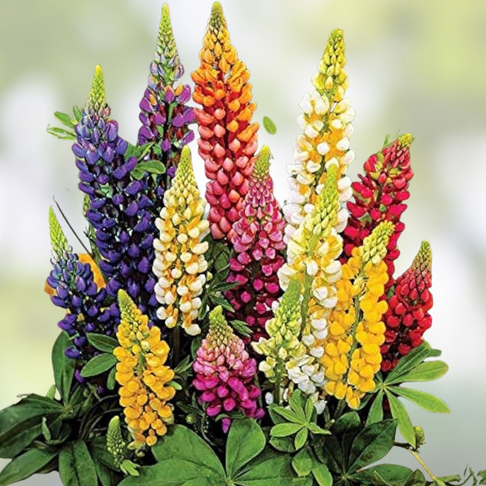 300 Giant Lupine Seeds - Exotic Flower Variety - Lupinus polyphyllus - Colorful Garden Plants for Landscaping