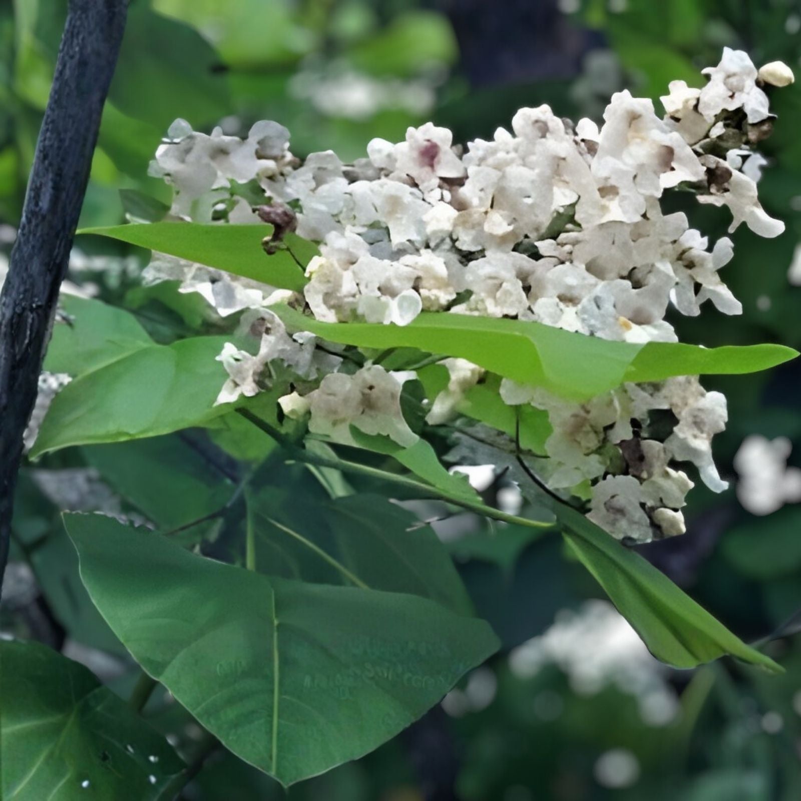 Catalpa Tree Seeds 50 Pack - Large Leaf, Stunning Flowers - Catalpa bignonioides, Ornamental Tree Seeds for Gardening