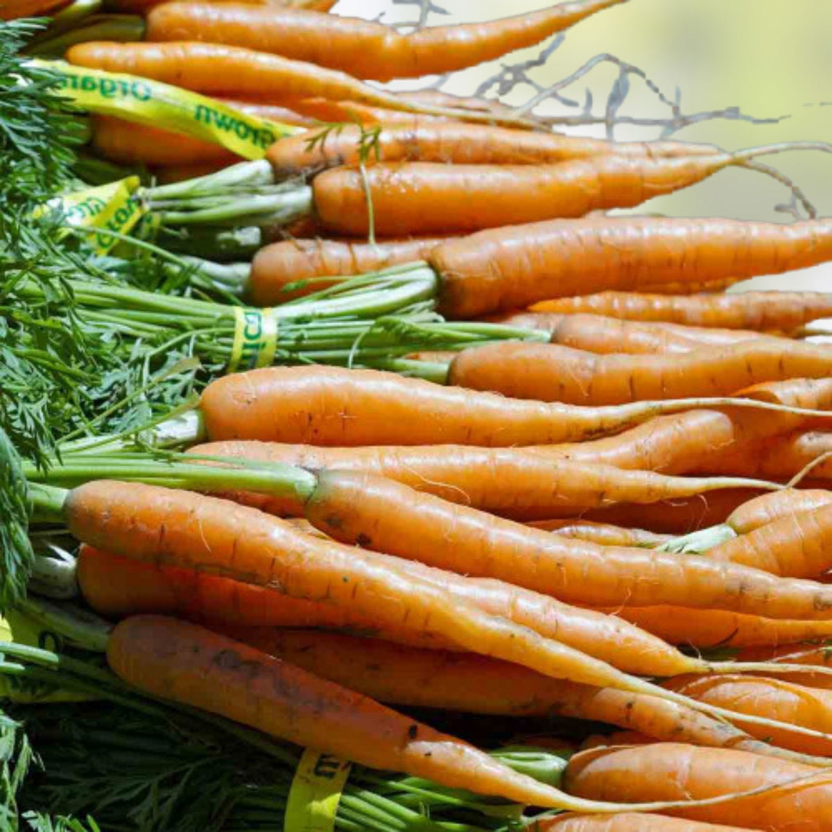 Carrot Seeds Little Fingers Variety Non-GMO 100+ Seeds Daucus carota Vegetable Gardening Supplies