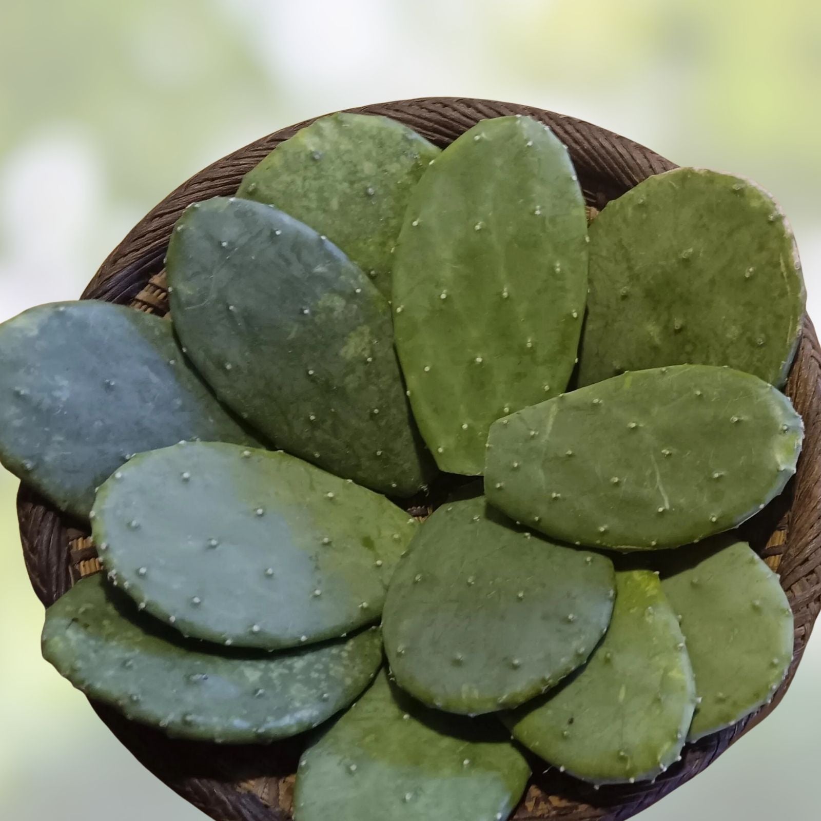 15+ Cactus Pads Opuntia Nopal Edible Superfood for Tortoises & Reptiles Nutrient-Rich Plant