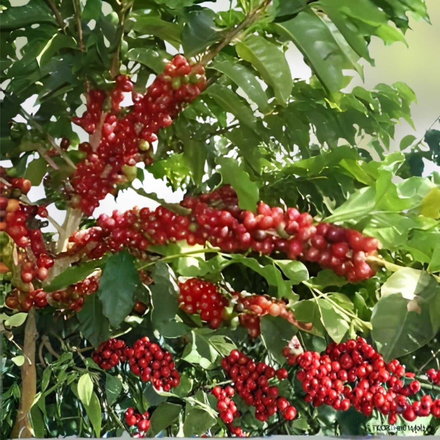 Coffee Seeds for Planting, 30 Seeds, Arabica Variety, Coffea arabica, Garden Planting, Coffee Plant Seeds