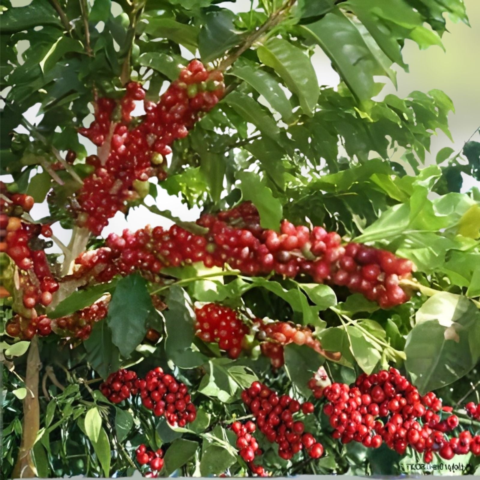 Coffee Seeds for Planting, 30 Seeds, Arabica Variety, Coffea arabica, Garden Planting, Coffee Plant Seeds