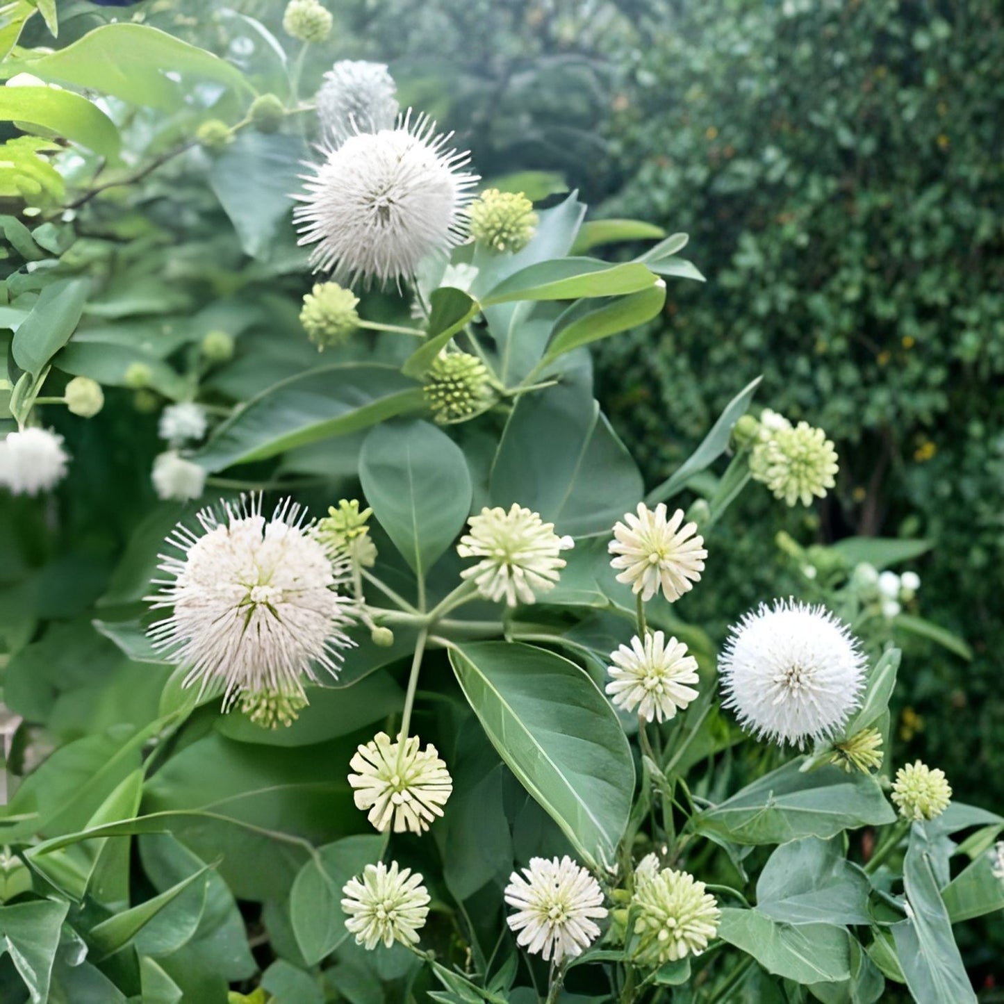 Buttonbush Cuttings 18" Fresh Native Plant Cephalanthus occidentalis for Wetlands Garden, Native Landscaping, and Wildlife Habitat