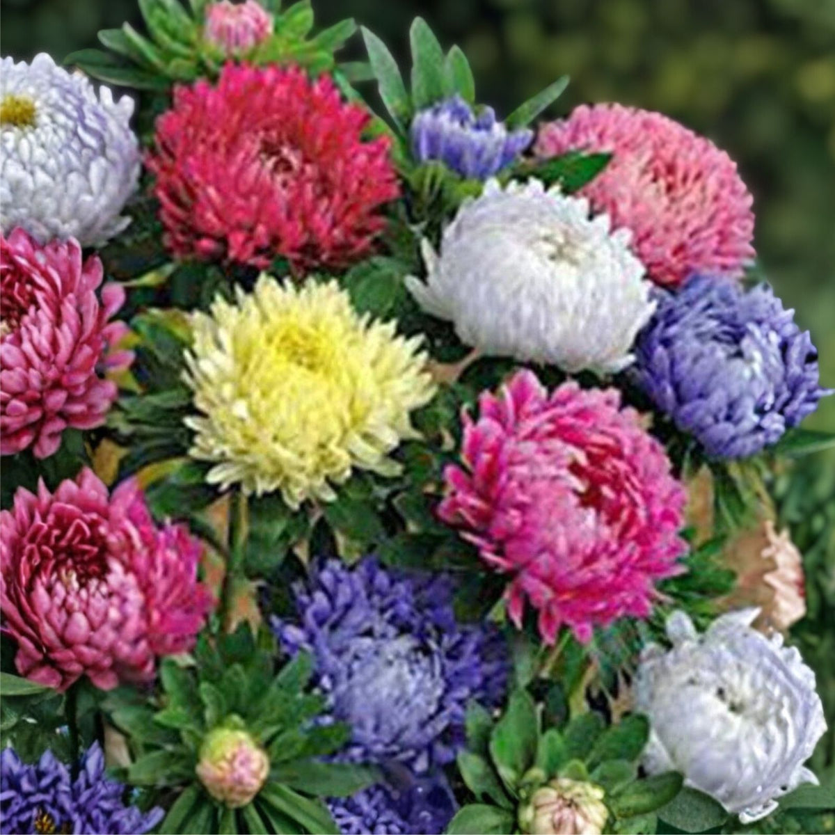 Aster Flower Seeds 100 Pack Rainbow Variety Vivid Bright Blooms Aster amellus Garden Flower Seeds