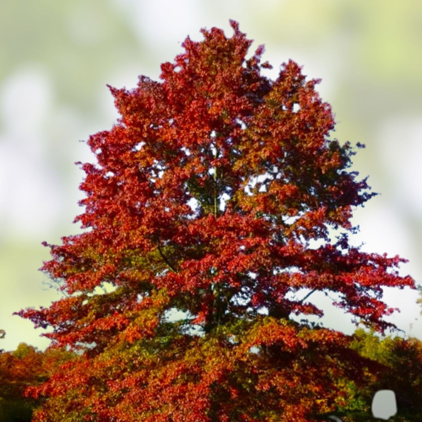 Pin Oak Tree Live Plant Set of 2, Bare Root, Quercus palustris, Deciduous Landscaping Trees, 12-18 Inch