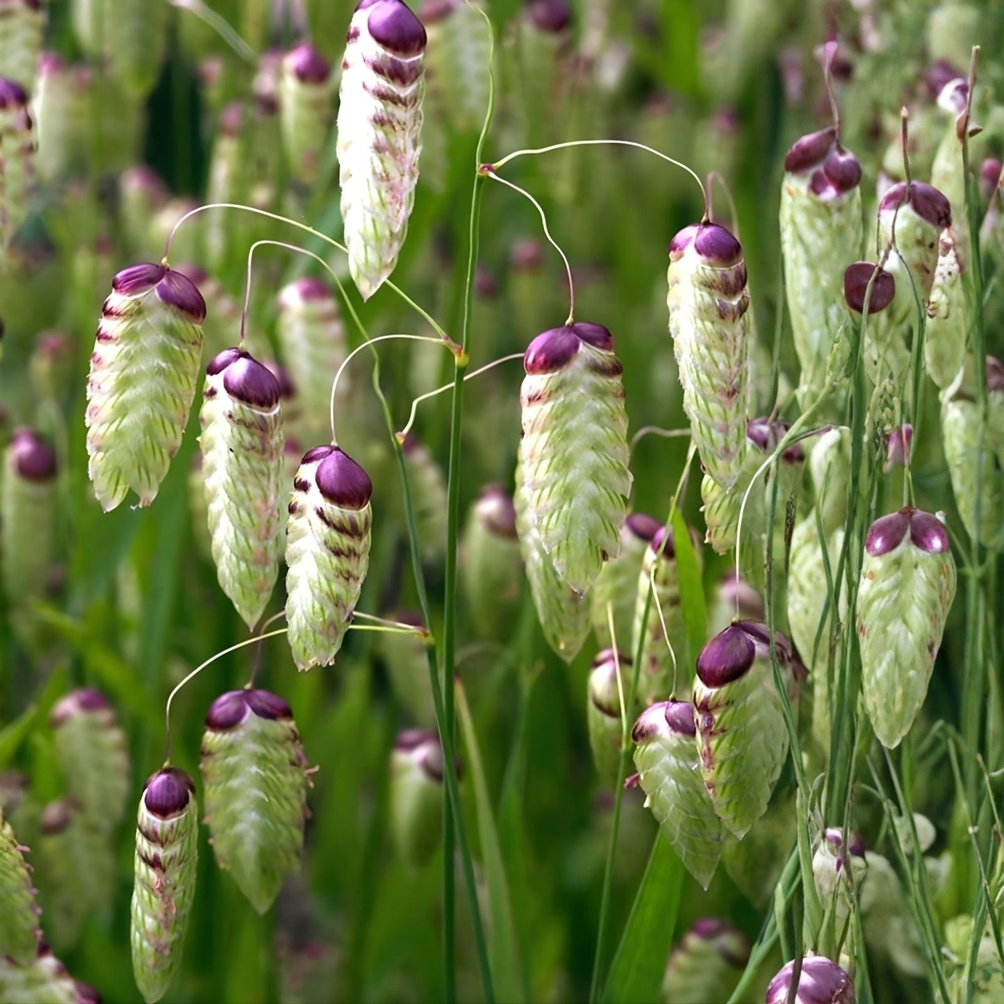 Greater Quaking Grass Seeds 50 Pack - Rattlesnake Grass, Briza maxima, Ornamental Drought-Resistant Perennial Seeds
