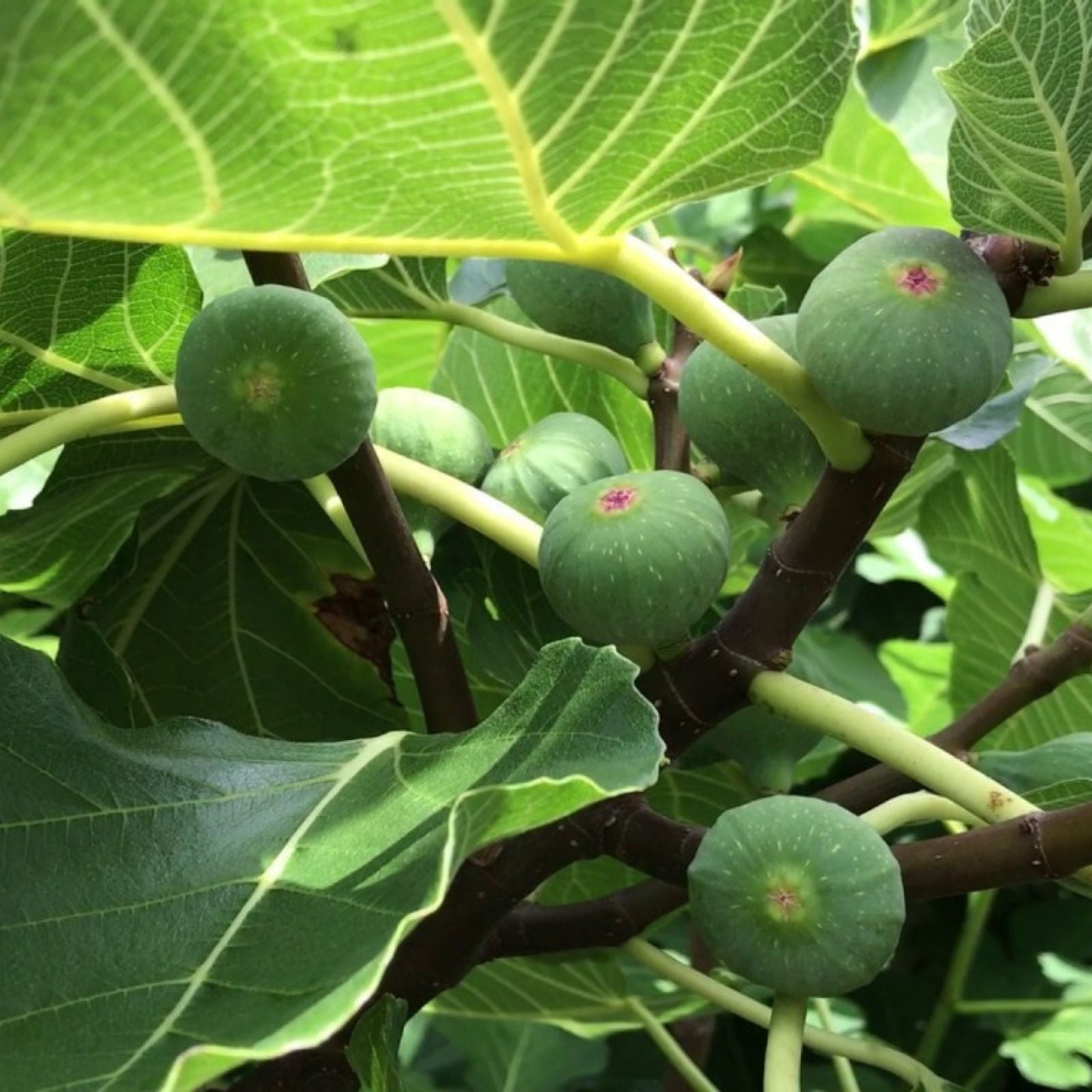 Live Letizia Fig Tree Plant - 14 Inches - Ficus carica 'Letizia' - Edible Fruit Tree for Garden or Patio
