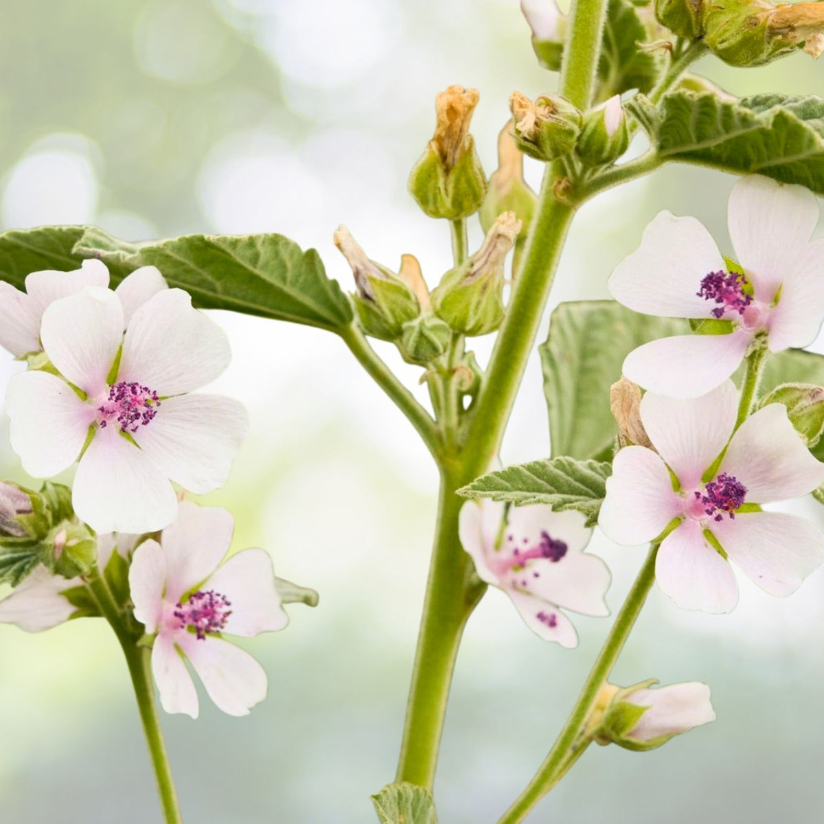 Marshmallow Seeds | Heirloom NON-GMO | Fresh Garden Seeds | Althaea officinalis