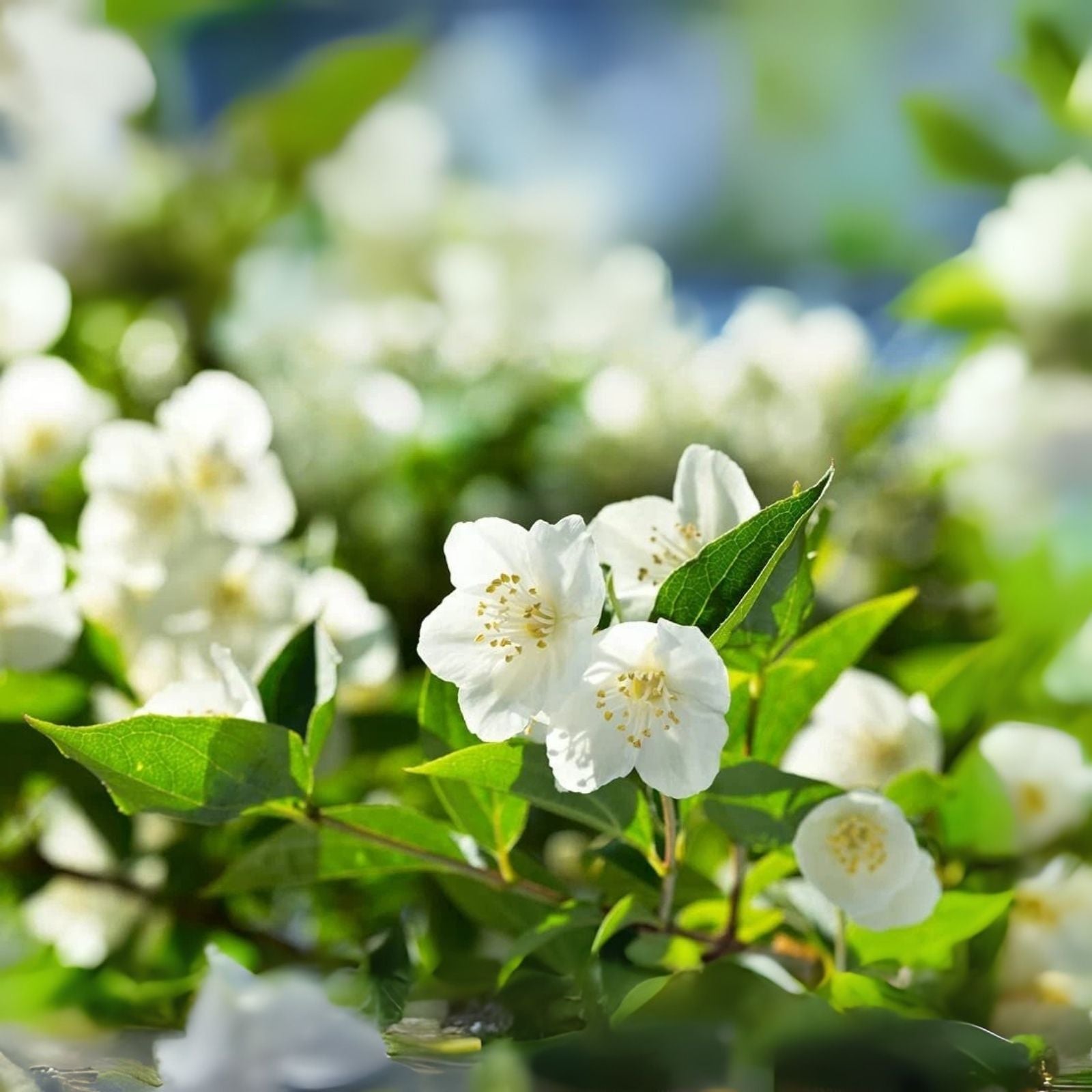 White Jasmine Tree Seeds - 25+ Seeds, Vibrant White Flowers, Easy to Grow - Jasminum sambac