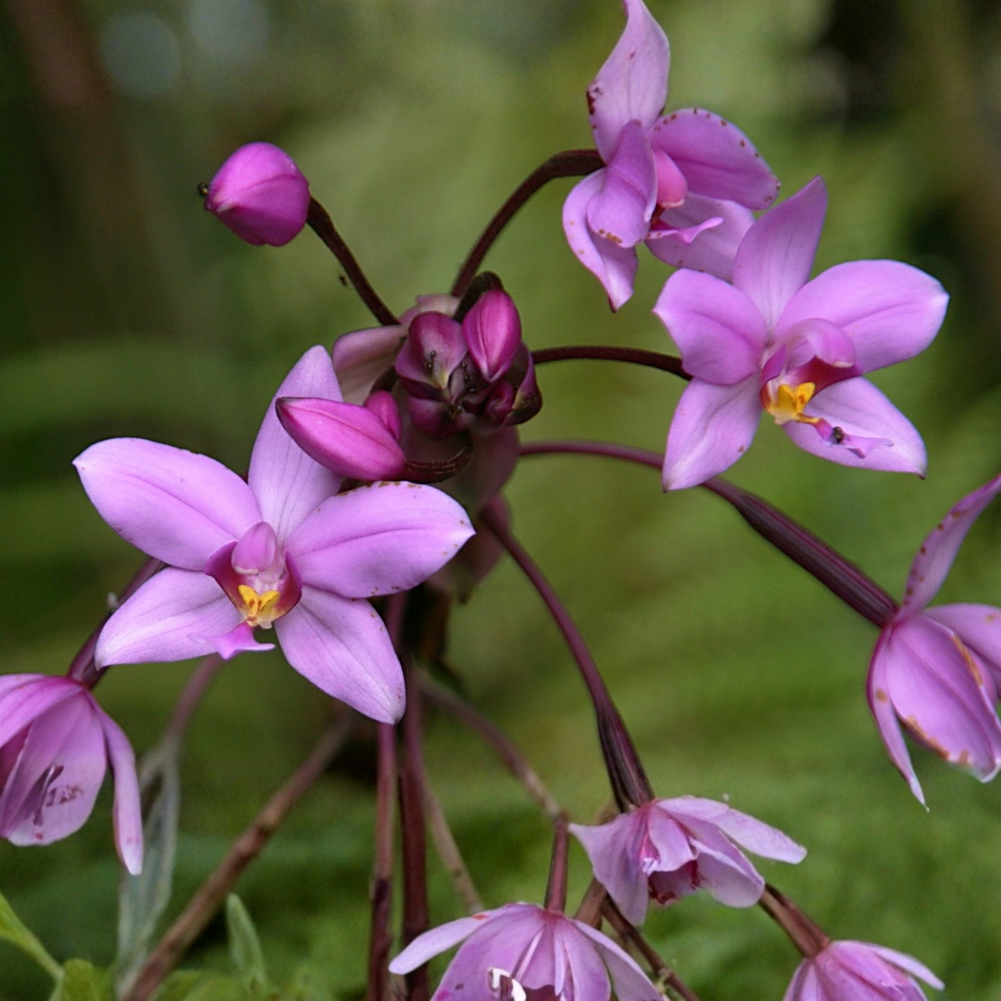 Spathoglottis Plicata Ground Orchid - 6in Pot - Easy Care Terrestrial Orchid with Vibrant Yellow Flowers - Spathoglottis Plicata