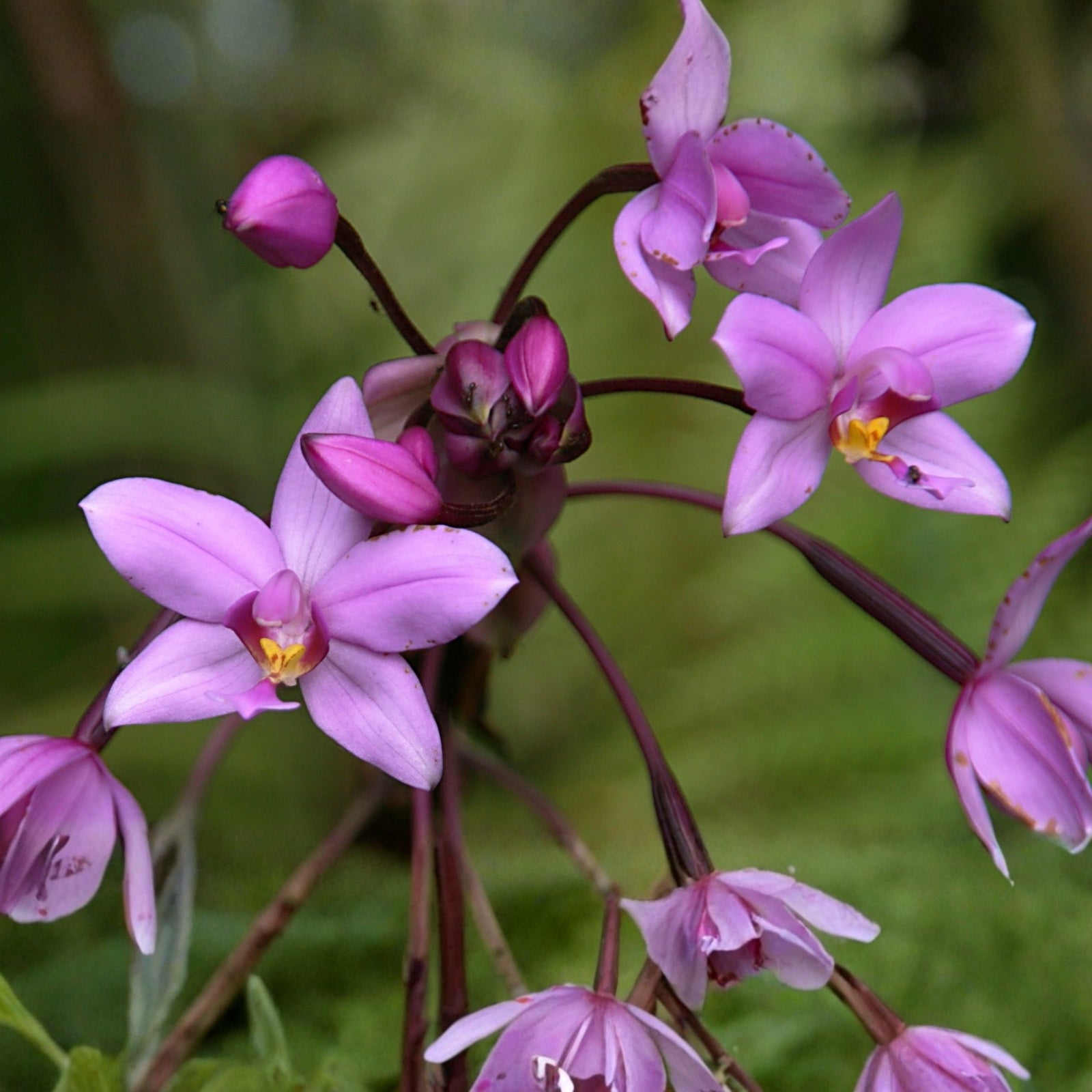 Spathoglottis Plicata Ground Orchid - 6in Pot - Easy Care Terrestrial Orchid with Vibrant Yellow Flowers - Spathoglottis Plicata